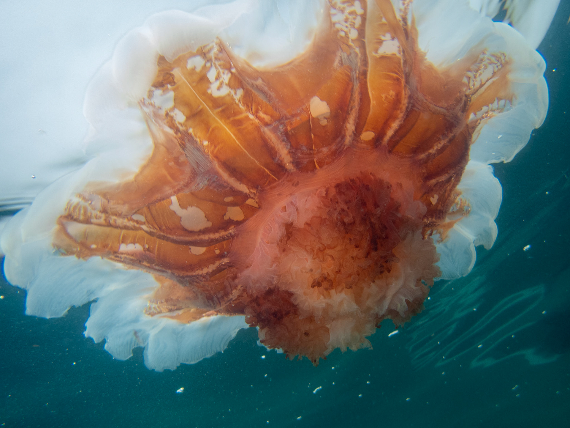 Beat up Lion's Mane Jellyfish