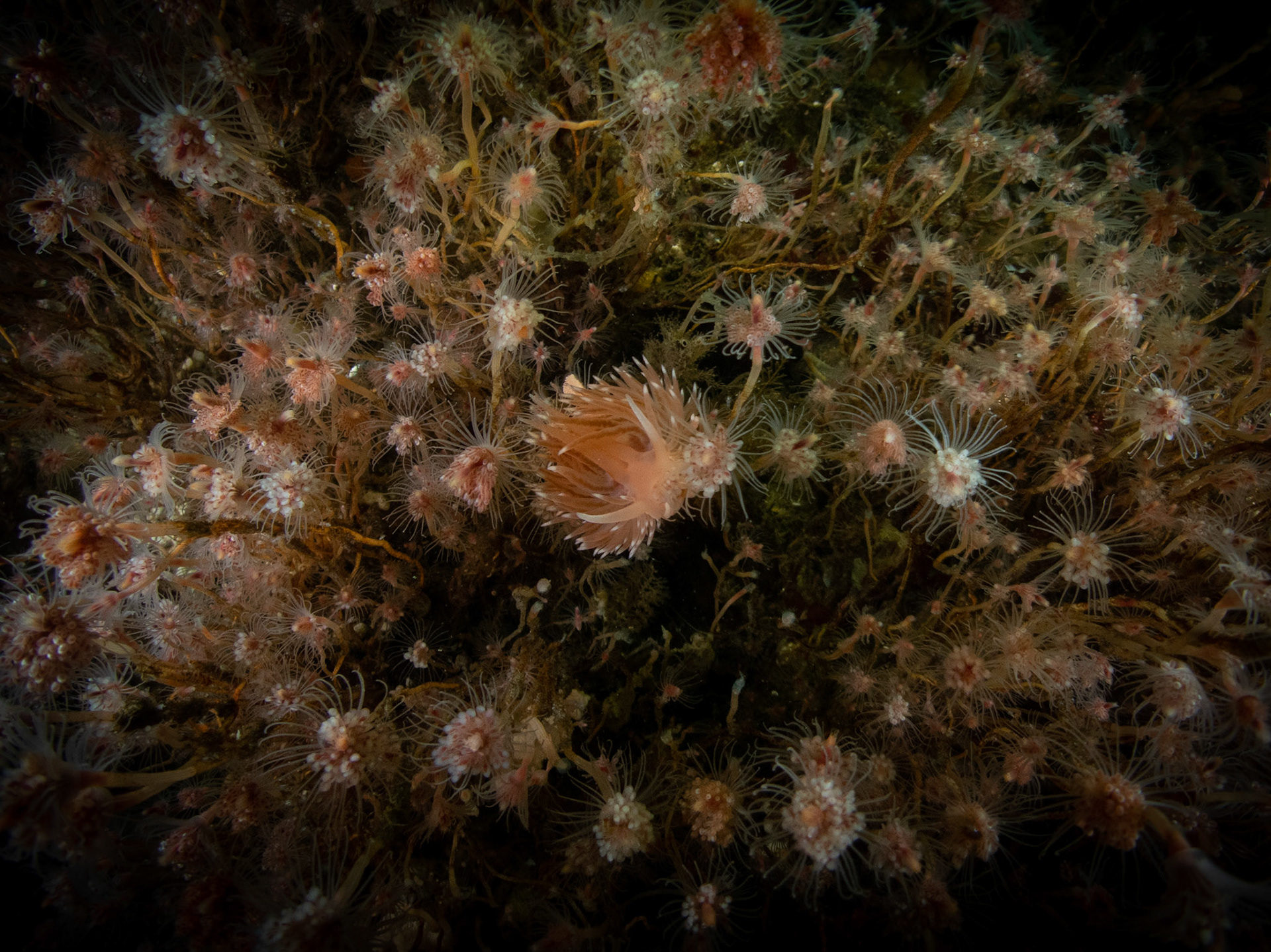 Flabellina verrucosa at the buffet