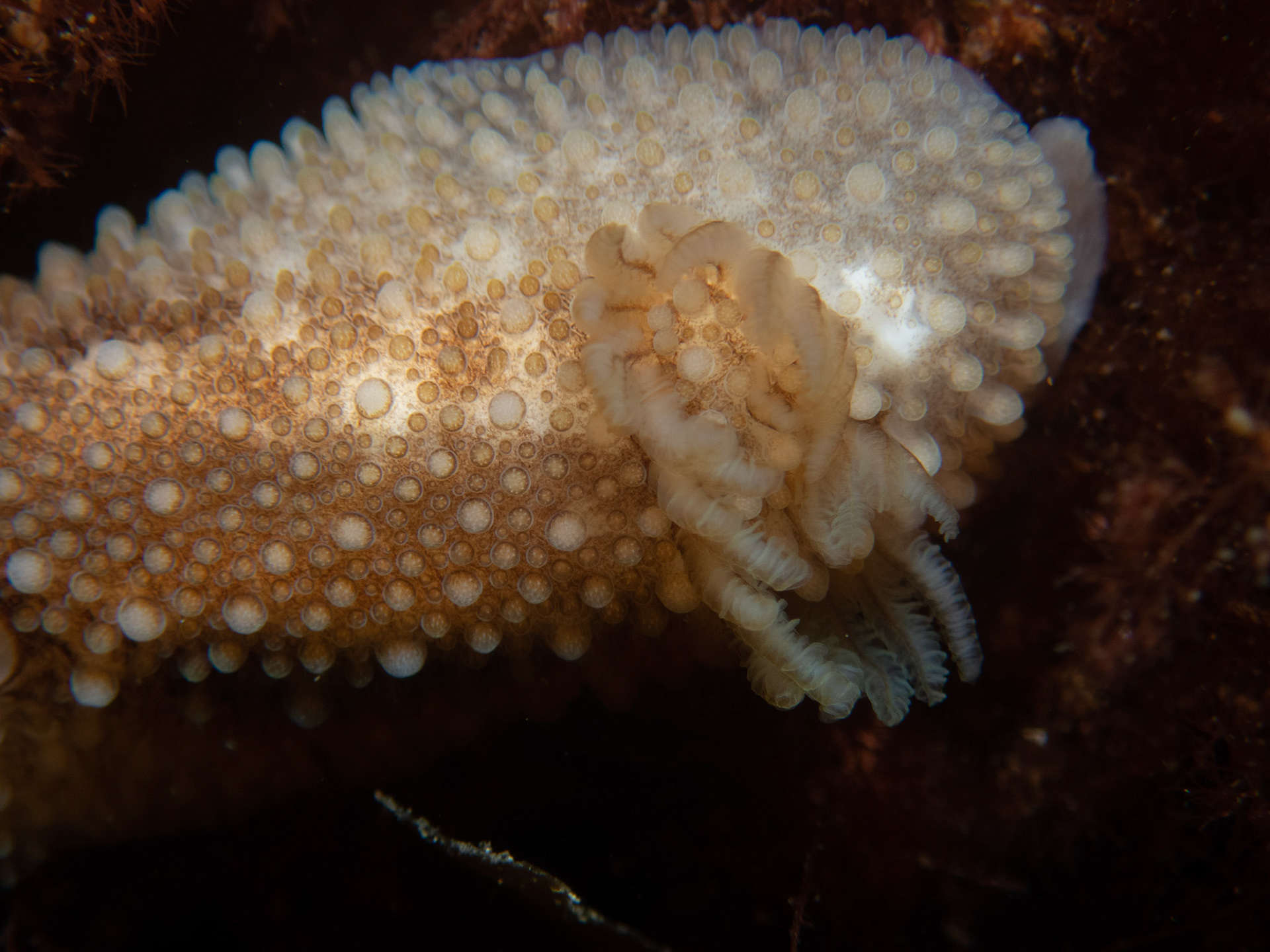 Onchidoris bilamellata gills