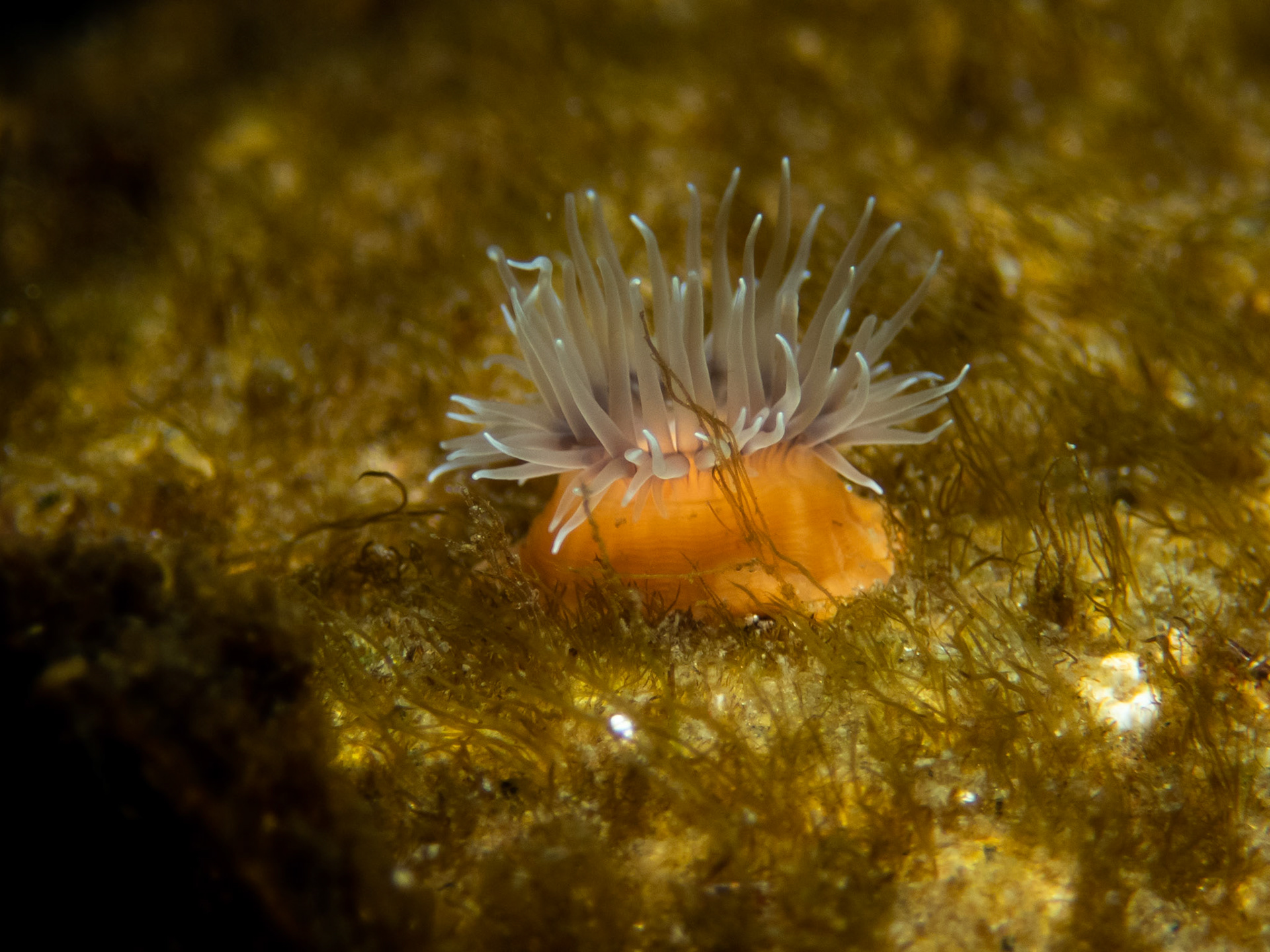 Tiny frilled anemone