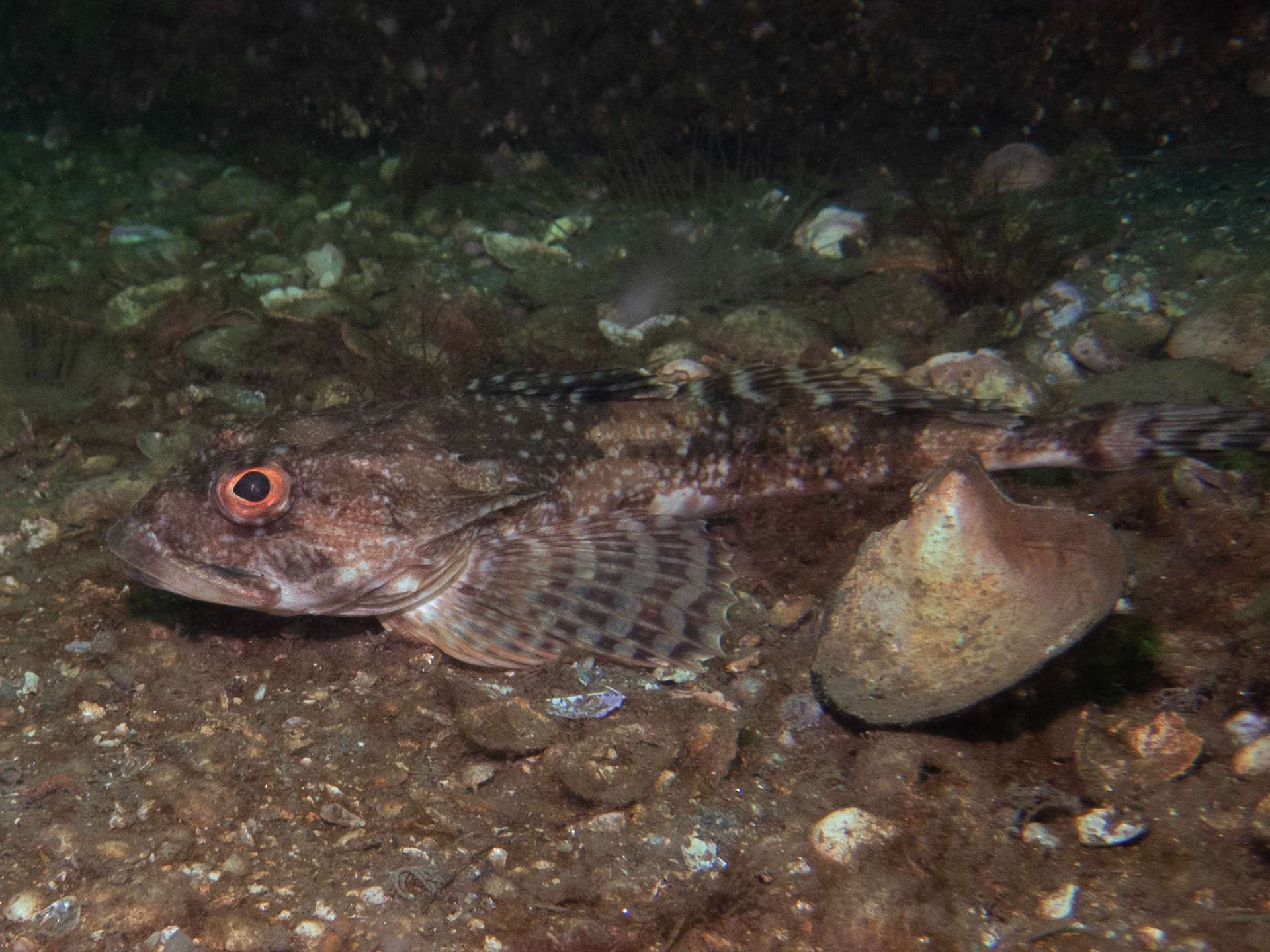 Longhorn Sculpin