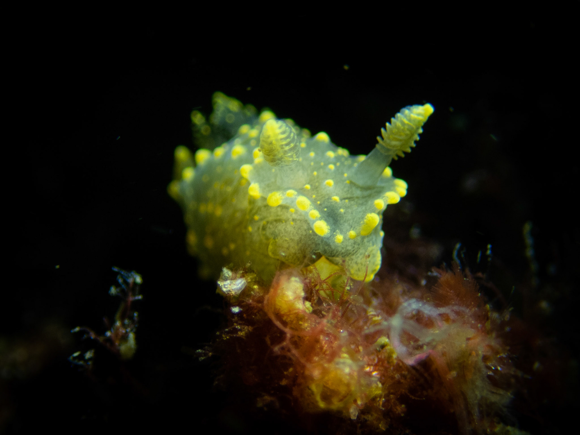 Palio dubia