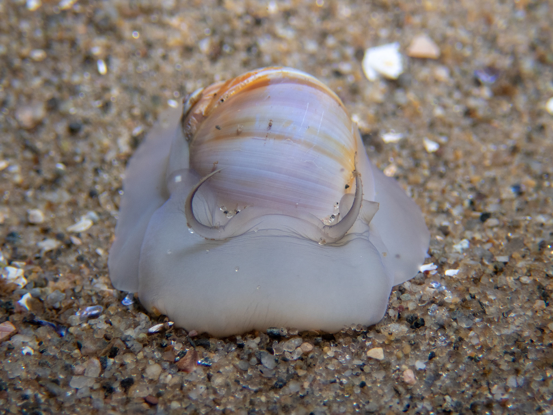 Moon Snail