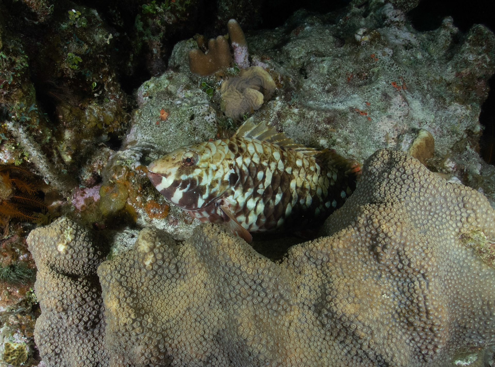 Sleepy parrotfish