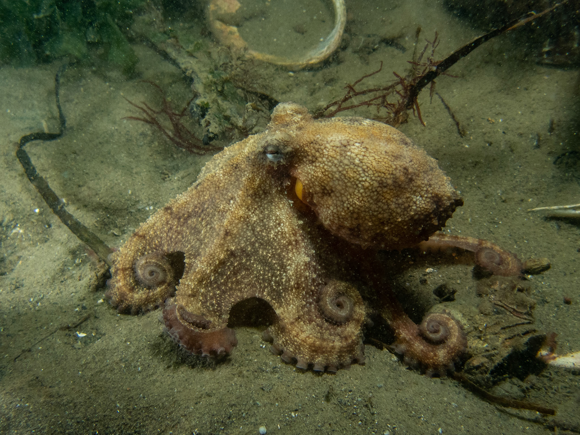 Octopus out wandering around