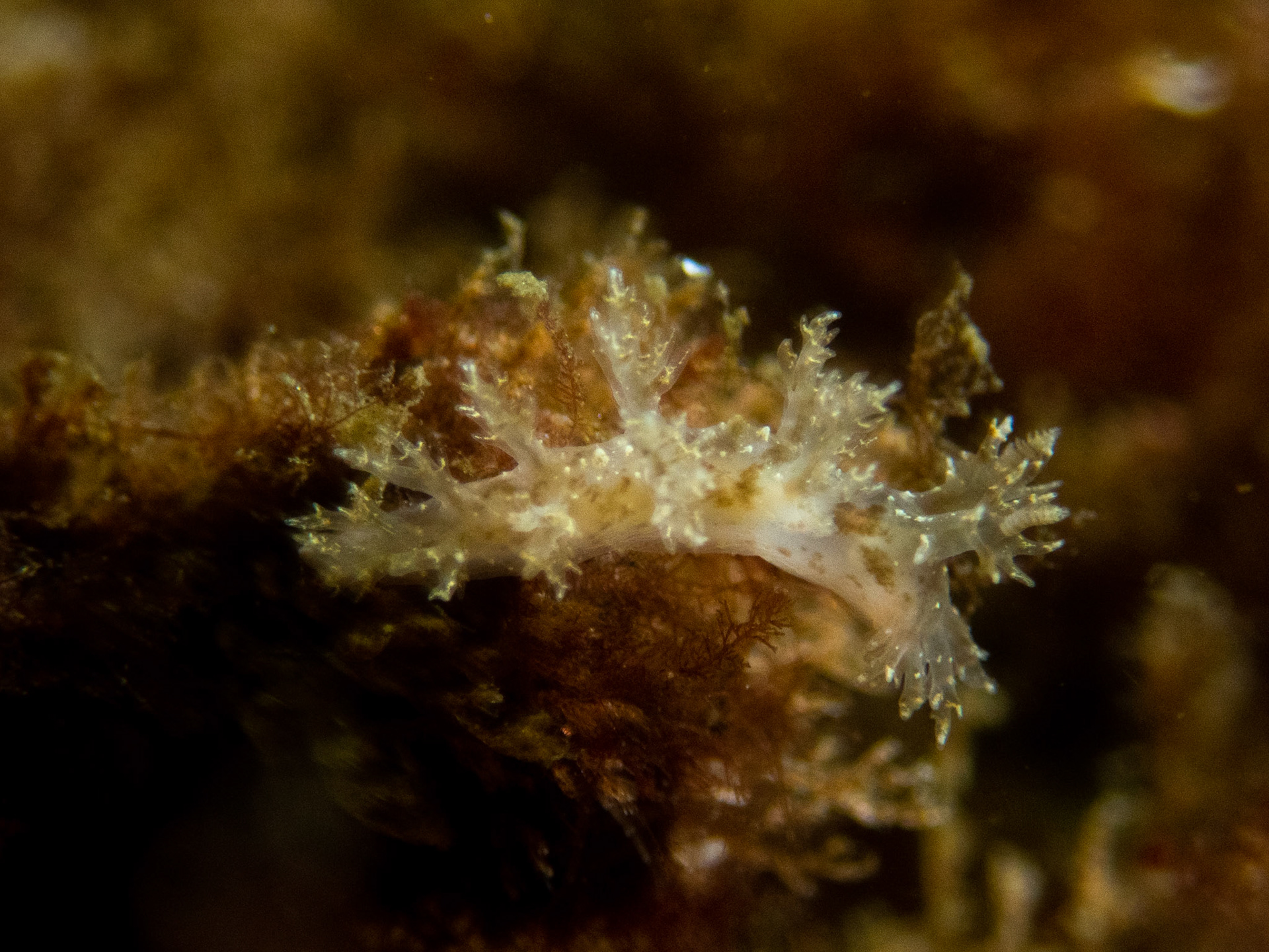 Dendronotus frontdosus