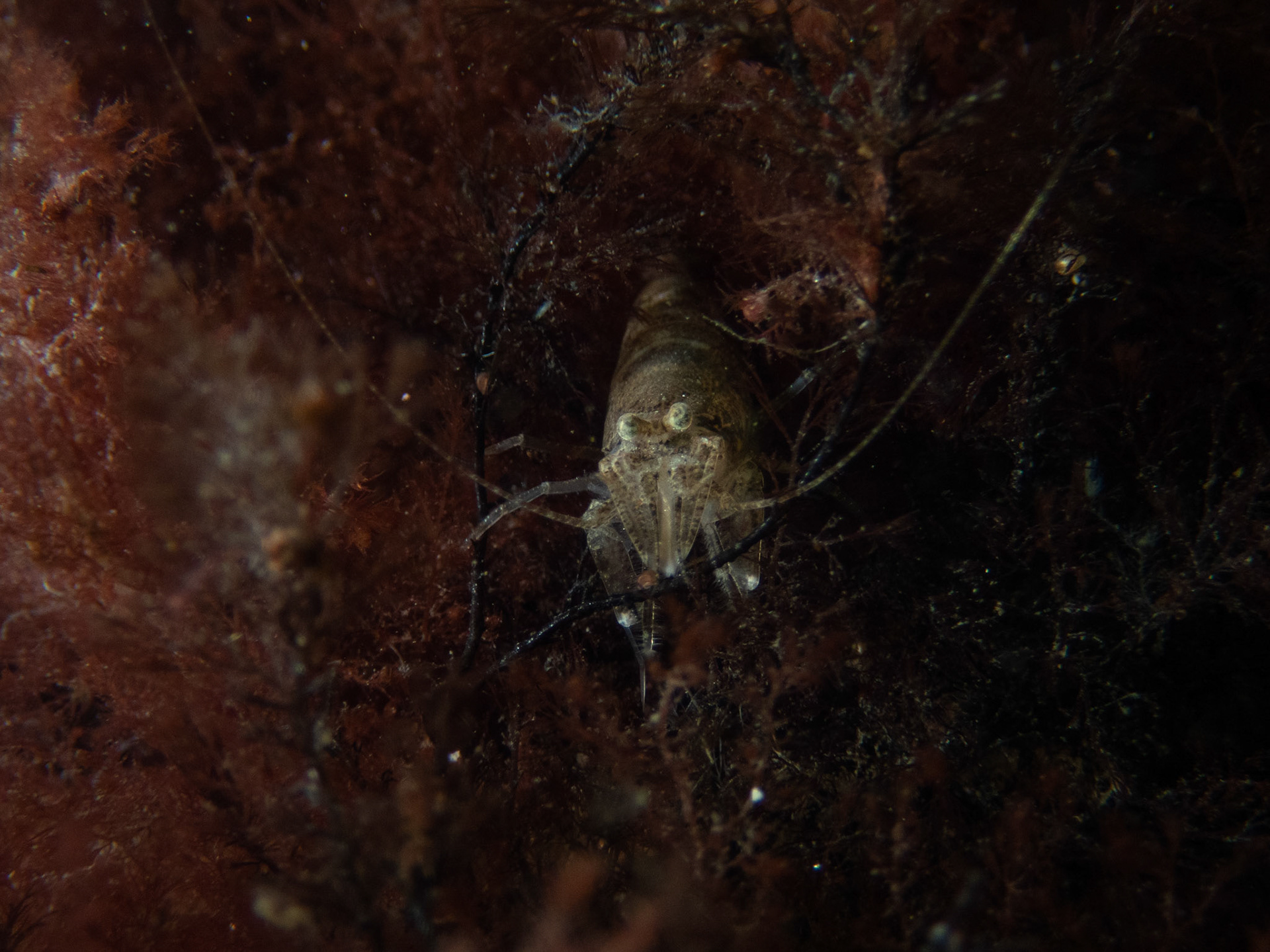 Large sand shrimp
