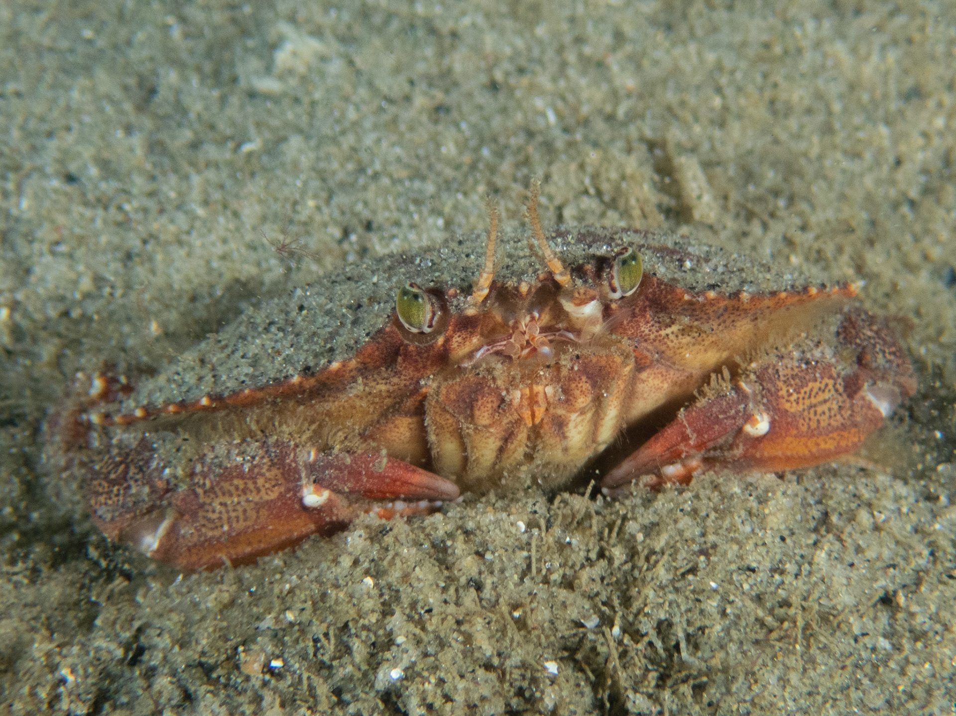 Rock Crab