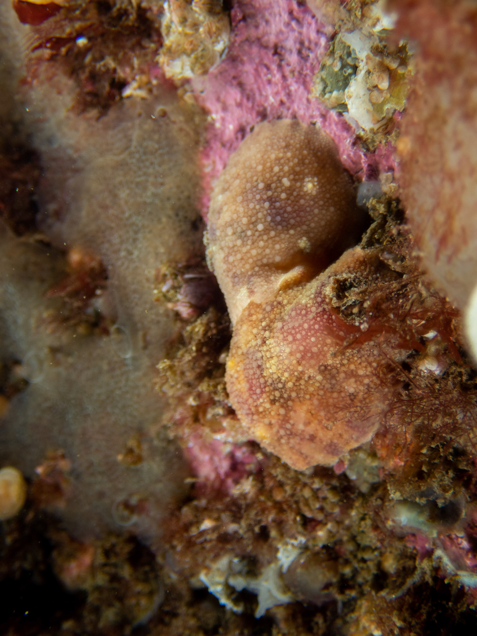 Pair of sea lemons