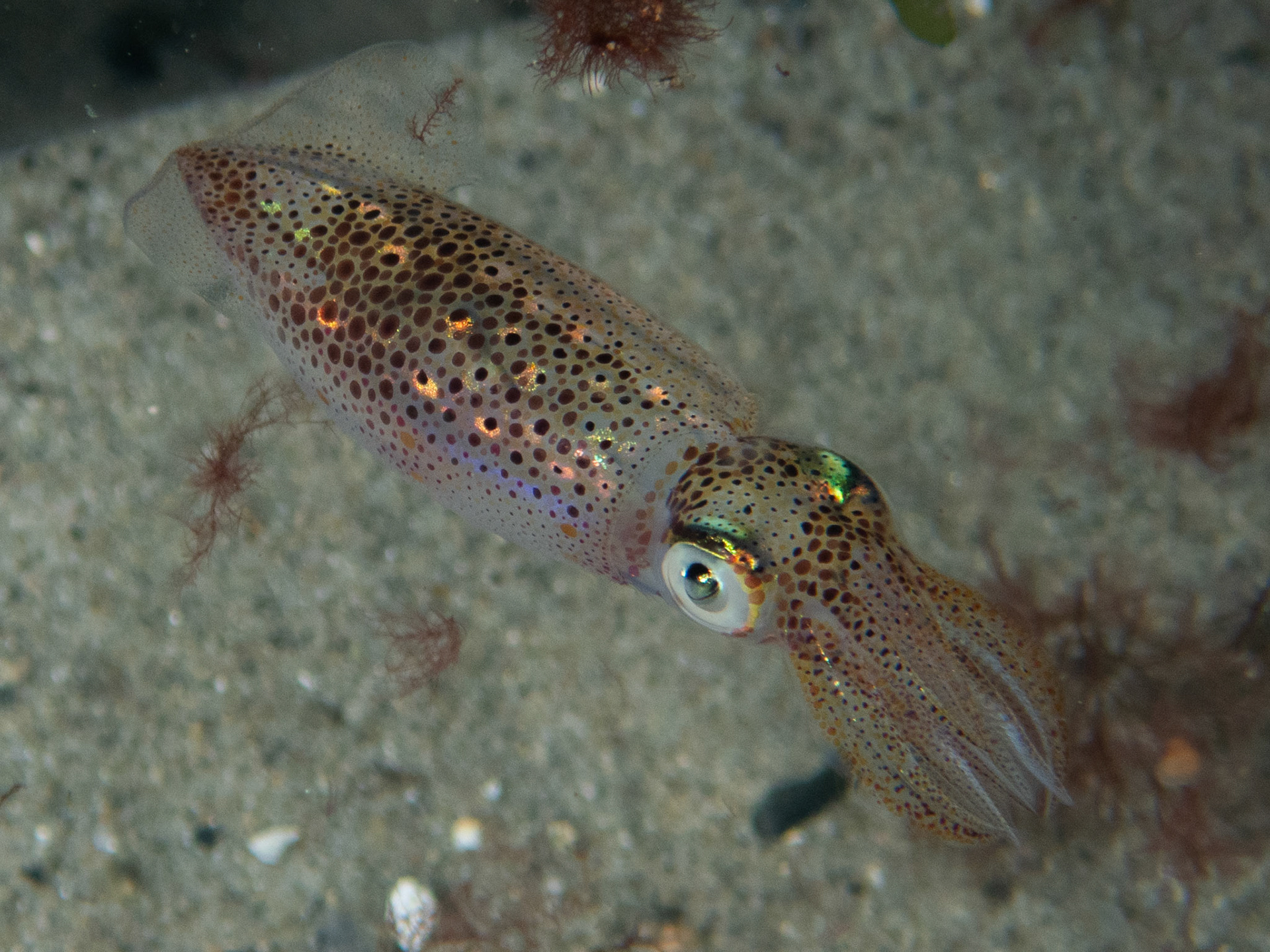 Longfin Squid