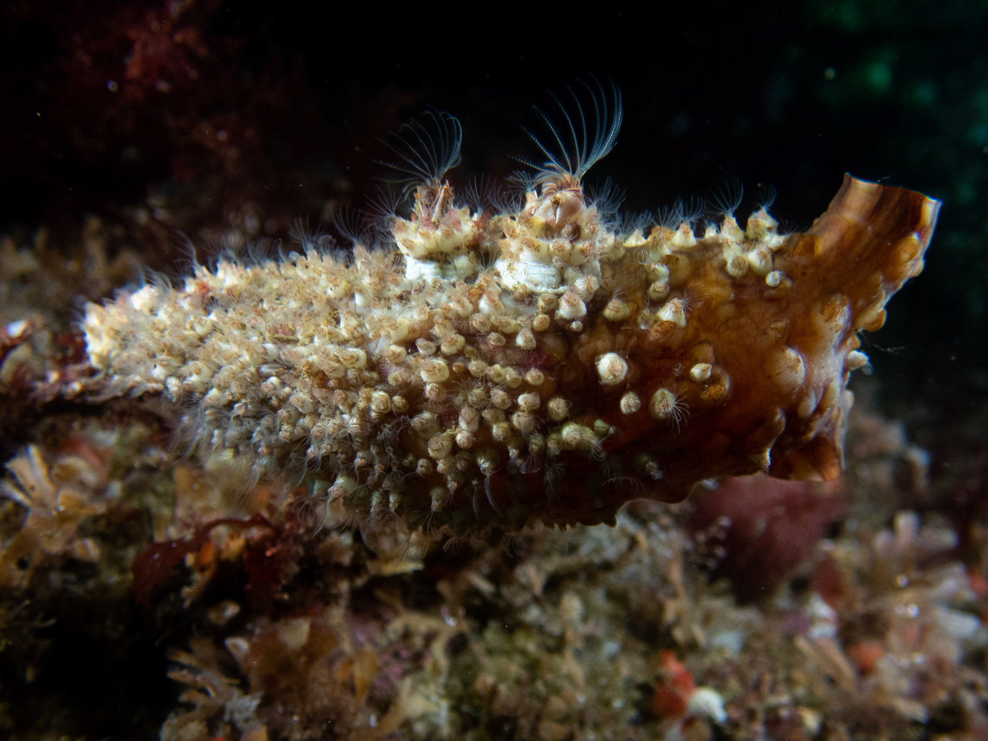 Rough barnacles coverage a club tunicate