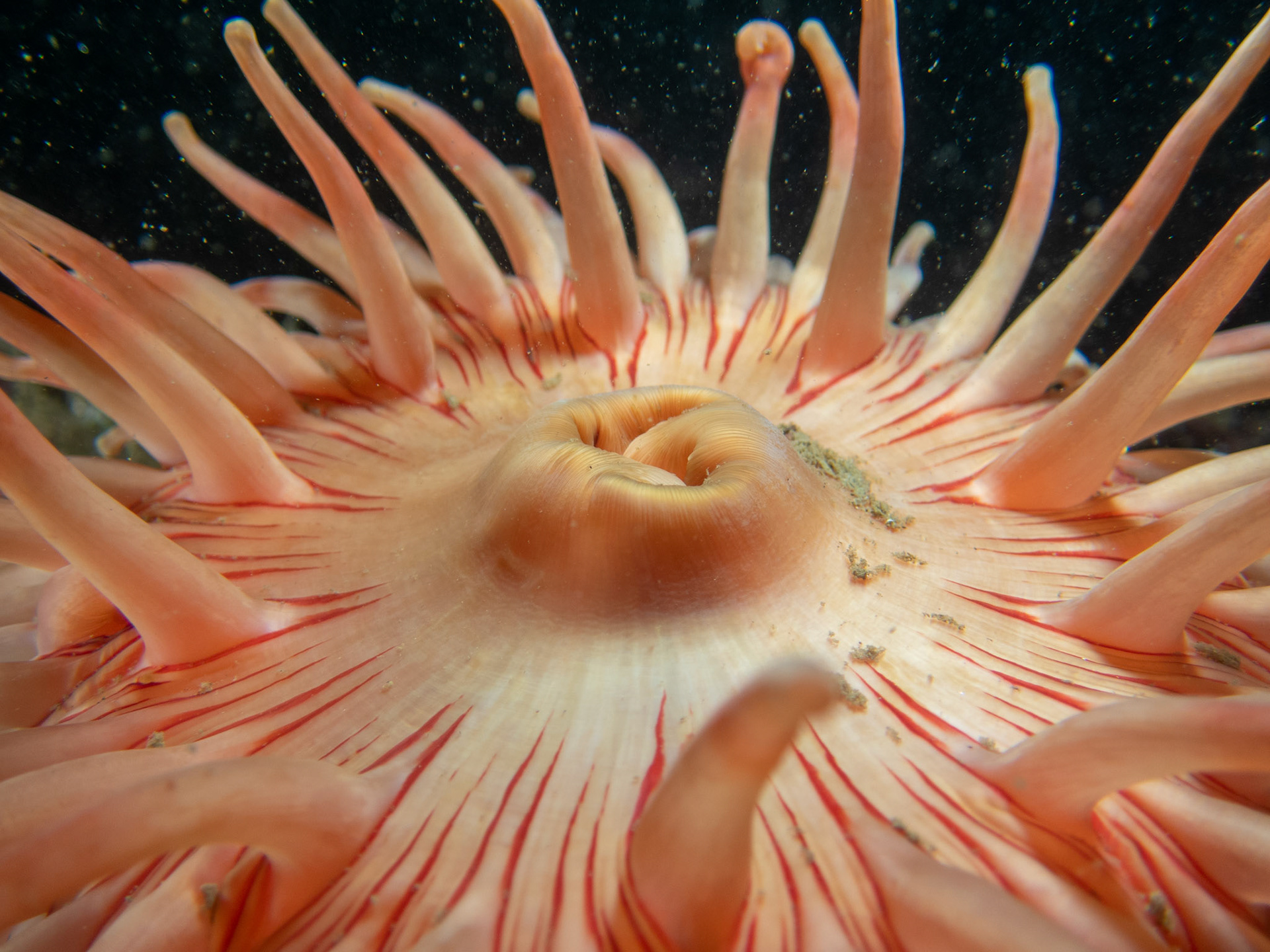 Mouth of the Northern Red Anemone