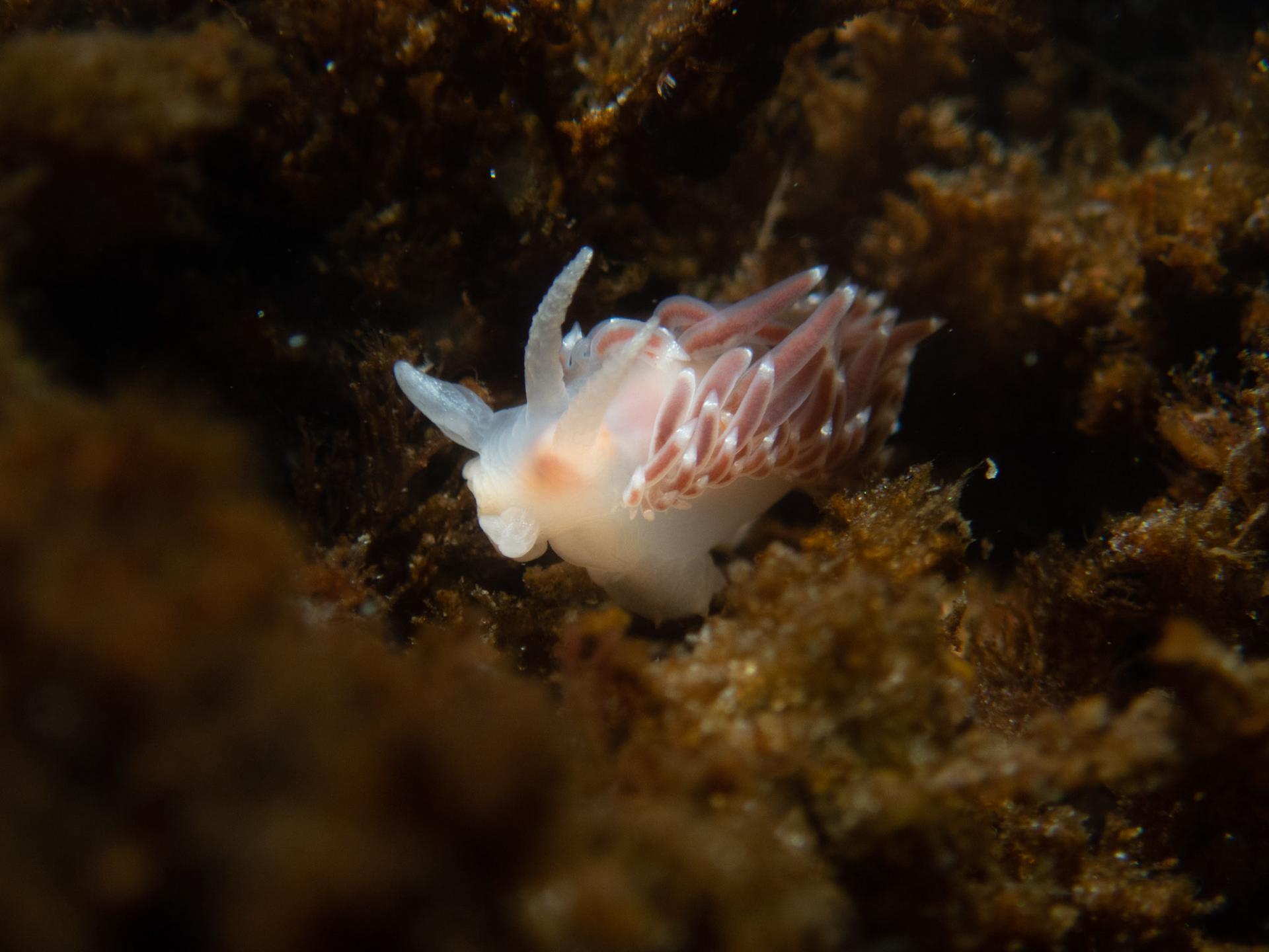 Red-finger aeolis