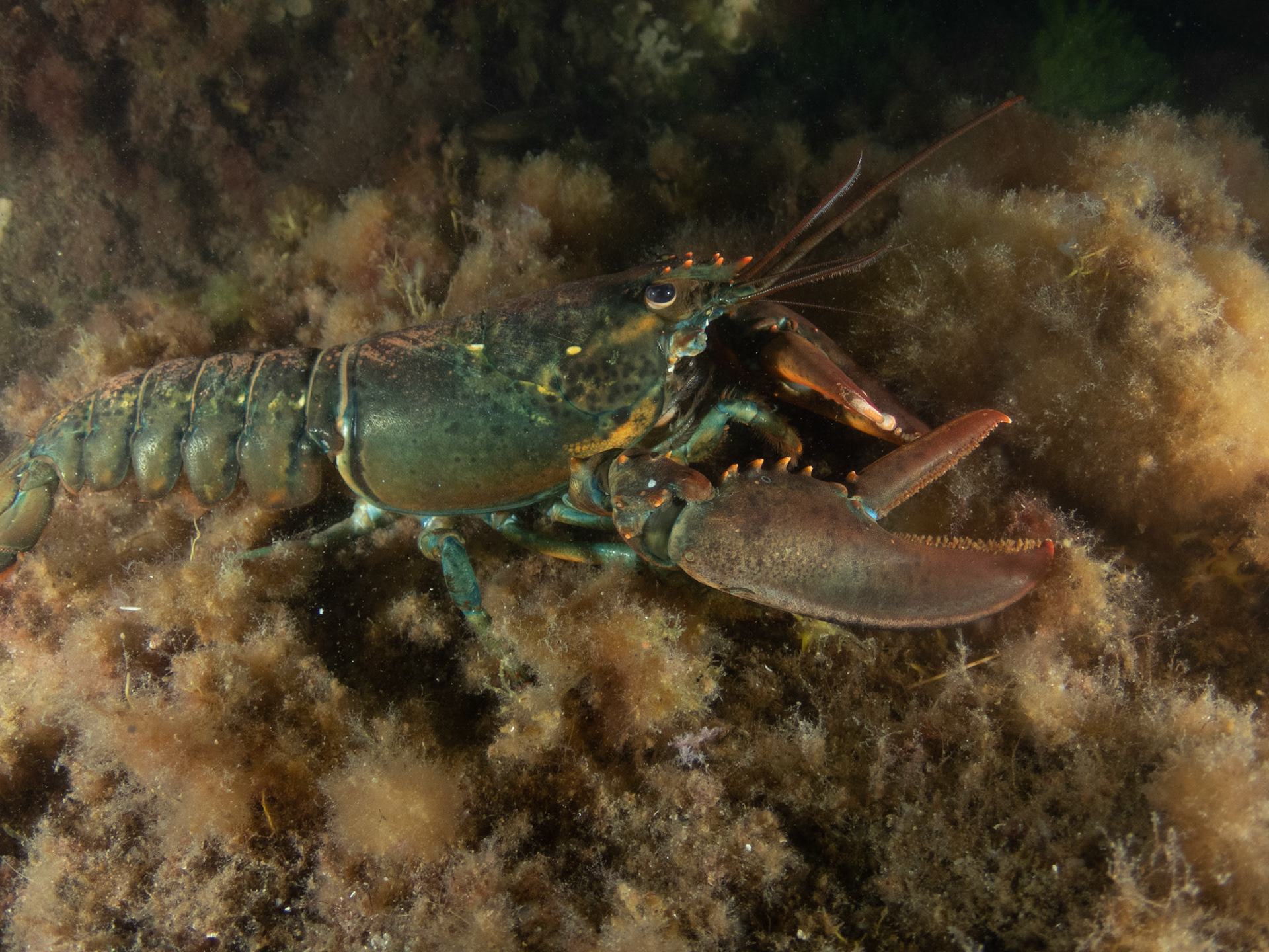 American Lobster out for a walk