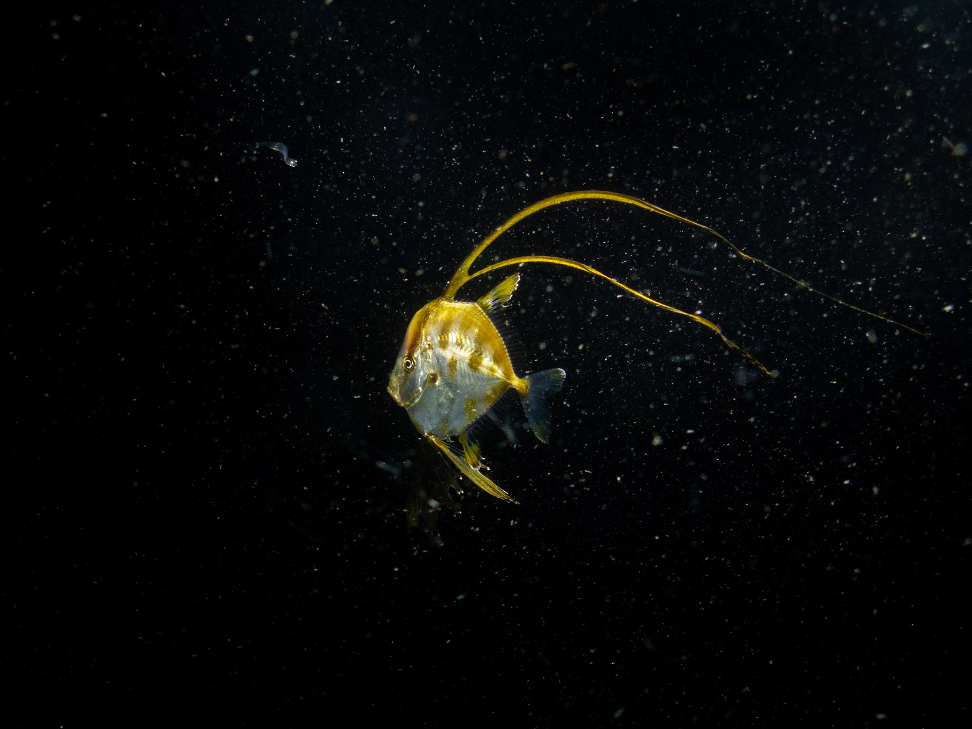 Juvenile lookdown + possibly a larval rock gunnel?