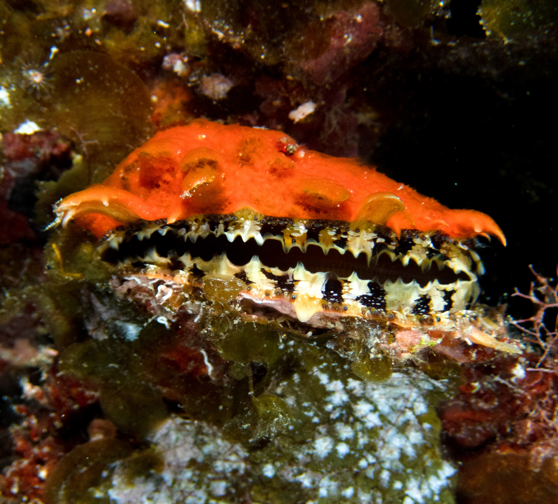 Atlantic Thorny Oyster