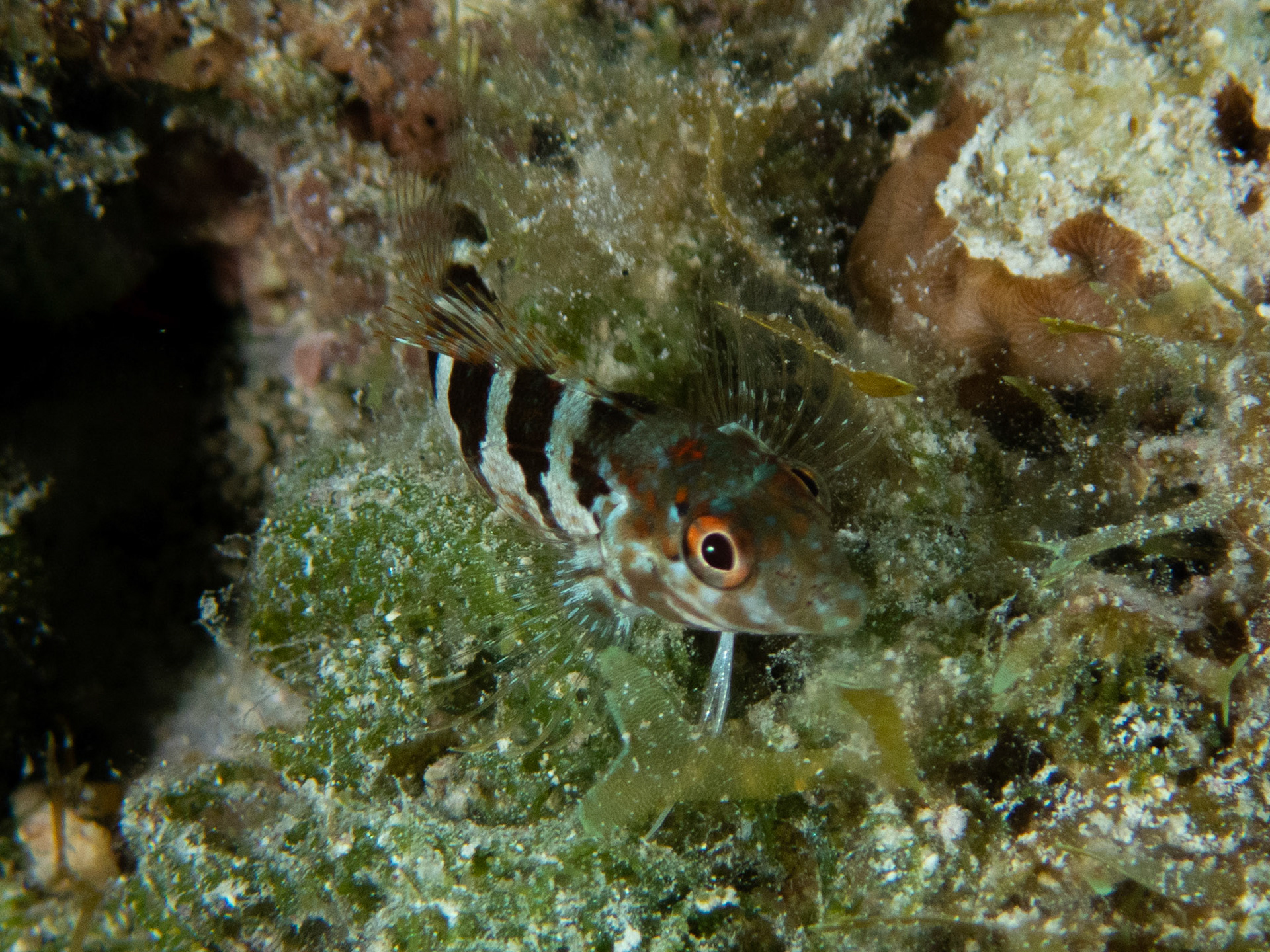 Saddled Blenny