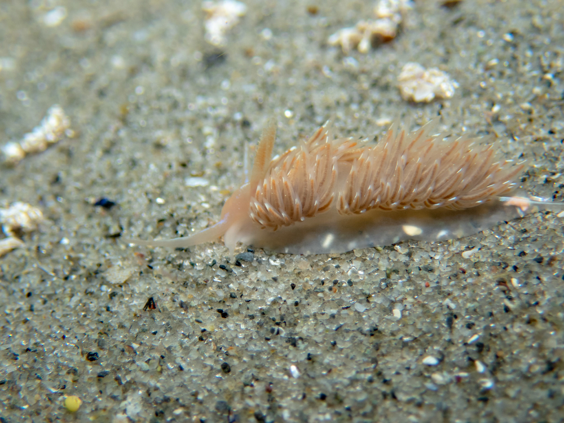 Facelina bostoniensis in the sand