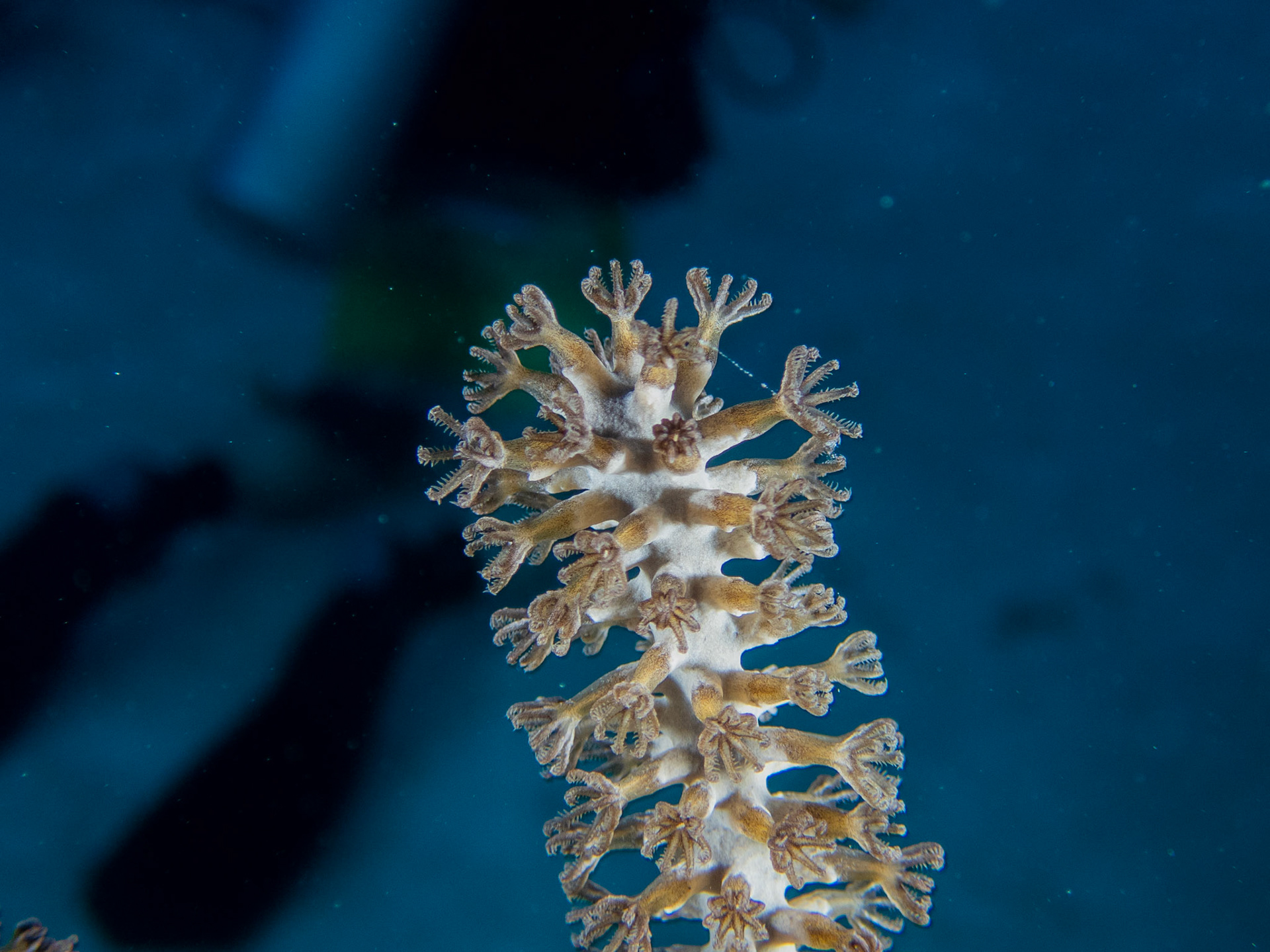 Coral close-up