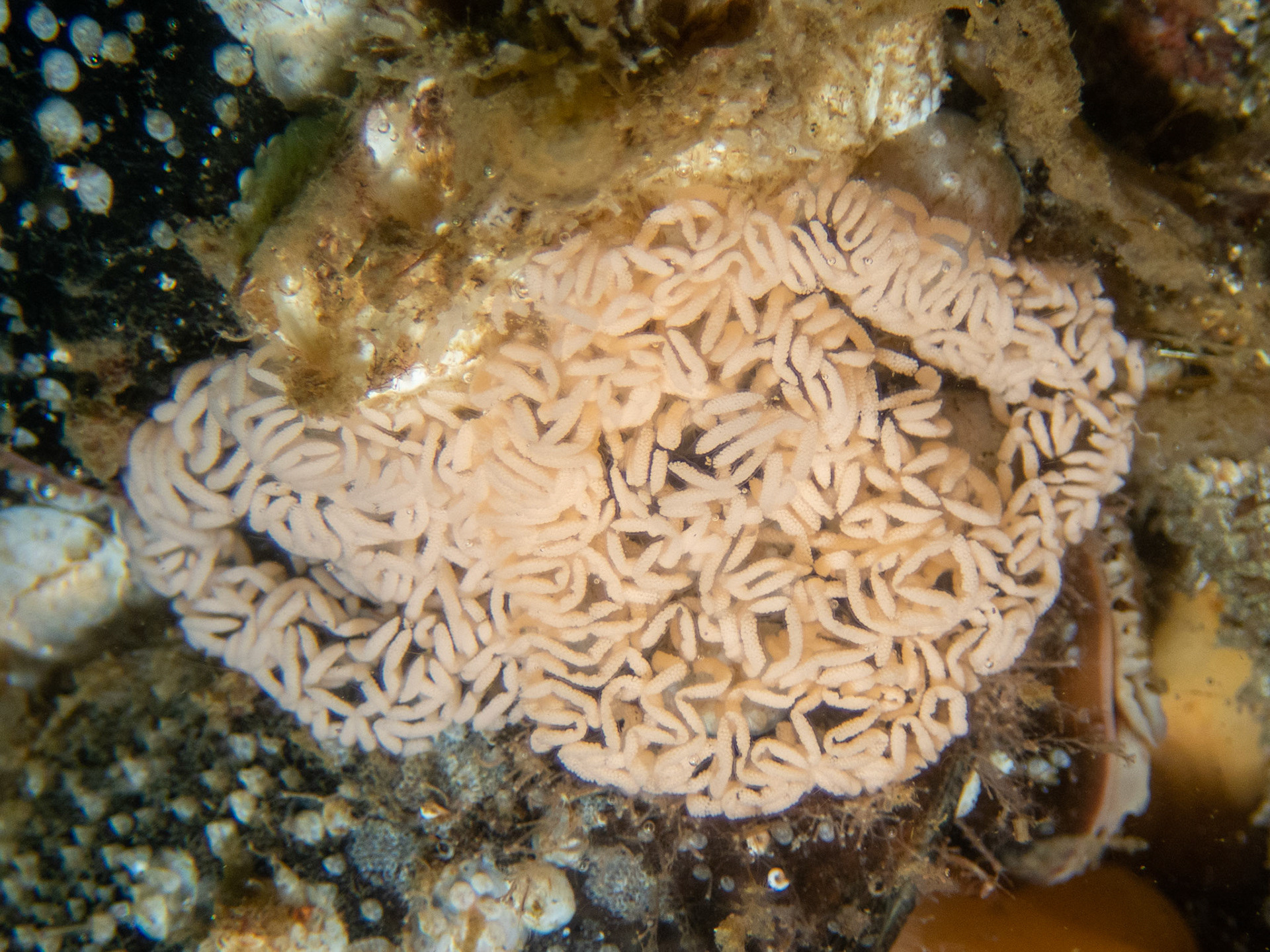 Nudi eggs under the overhang