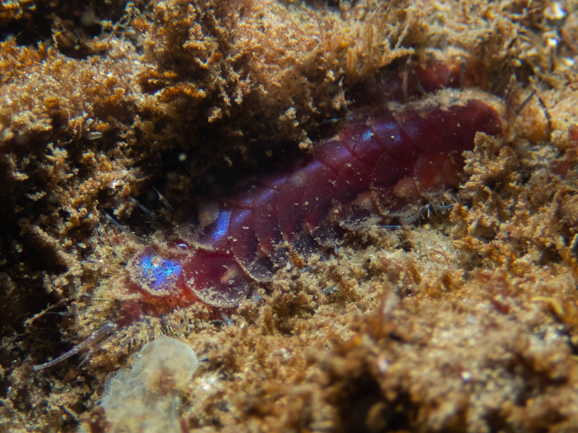 Twelve-scaled worm