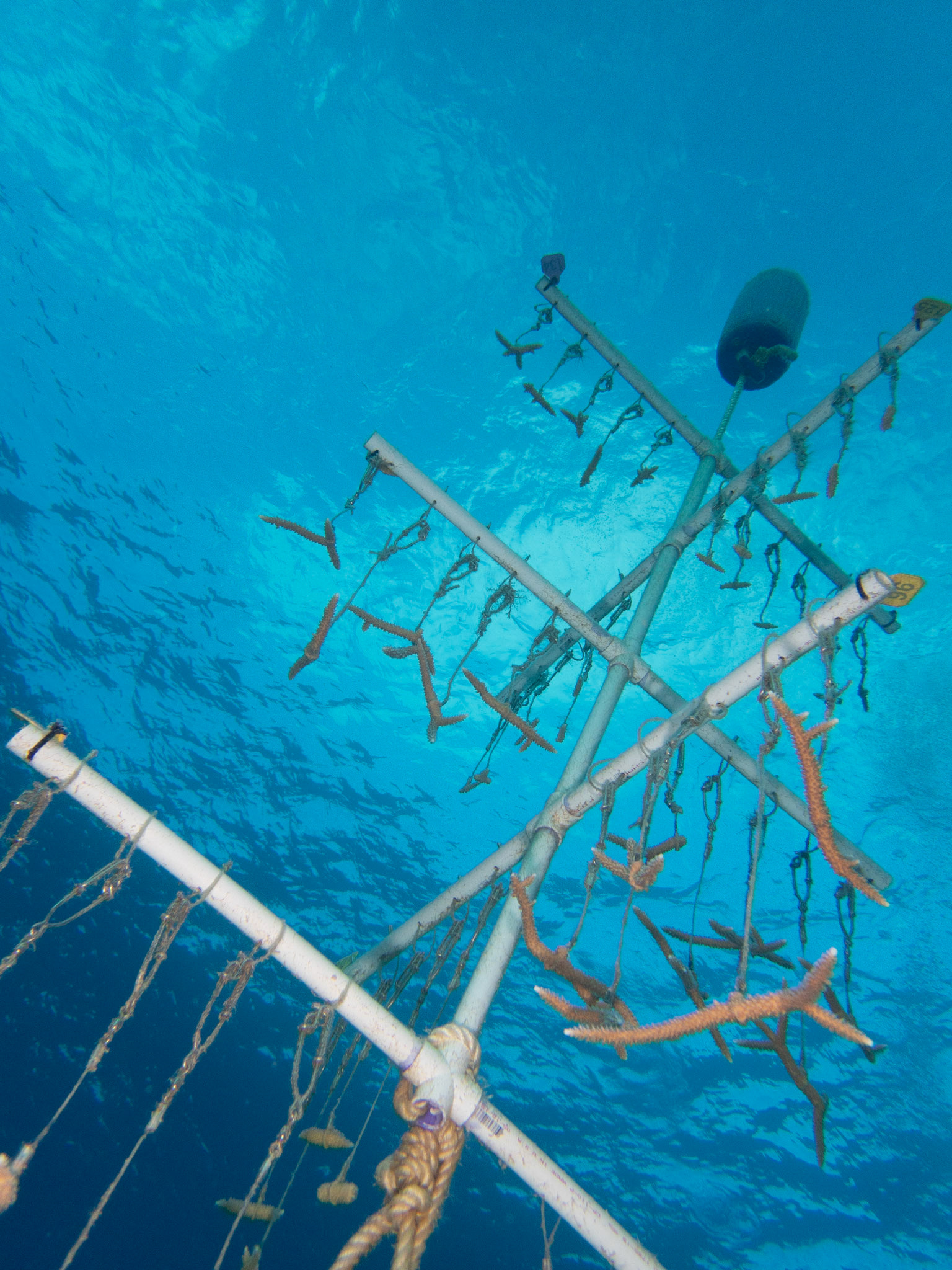 Coral farm