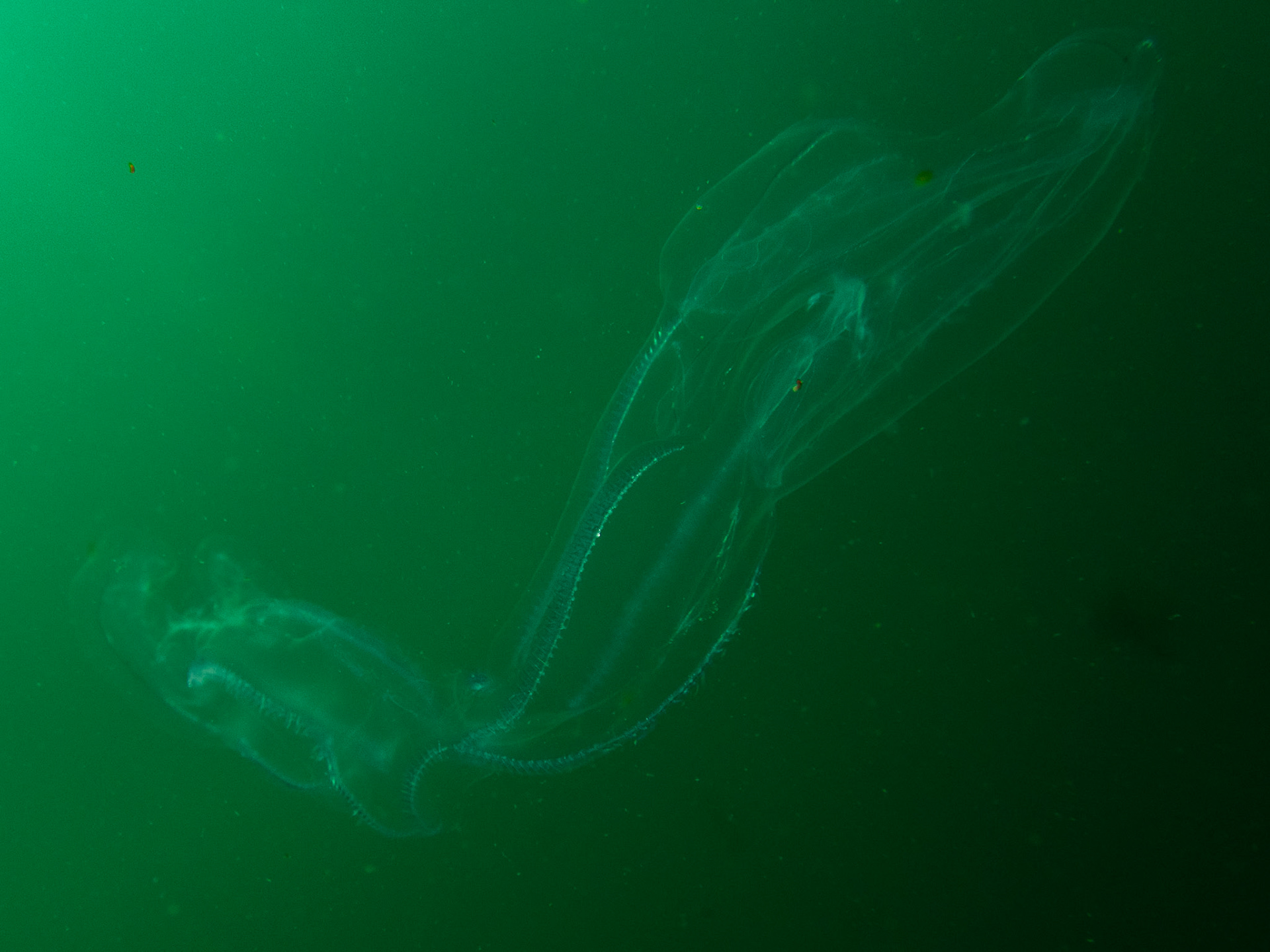 Super long comb jelly