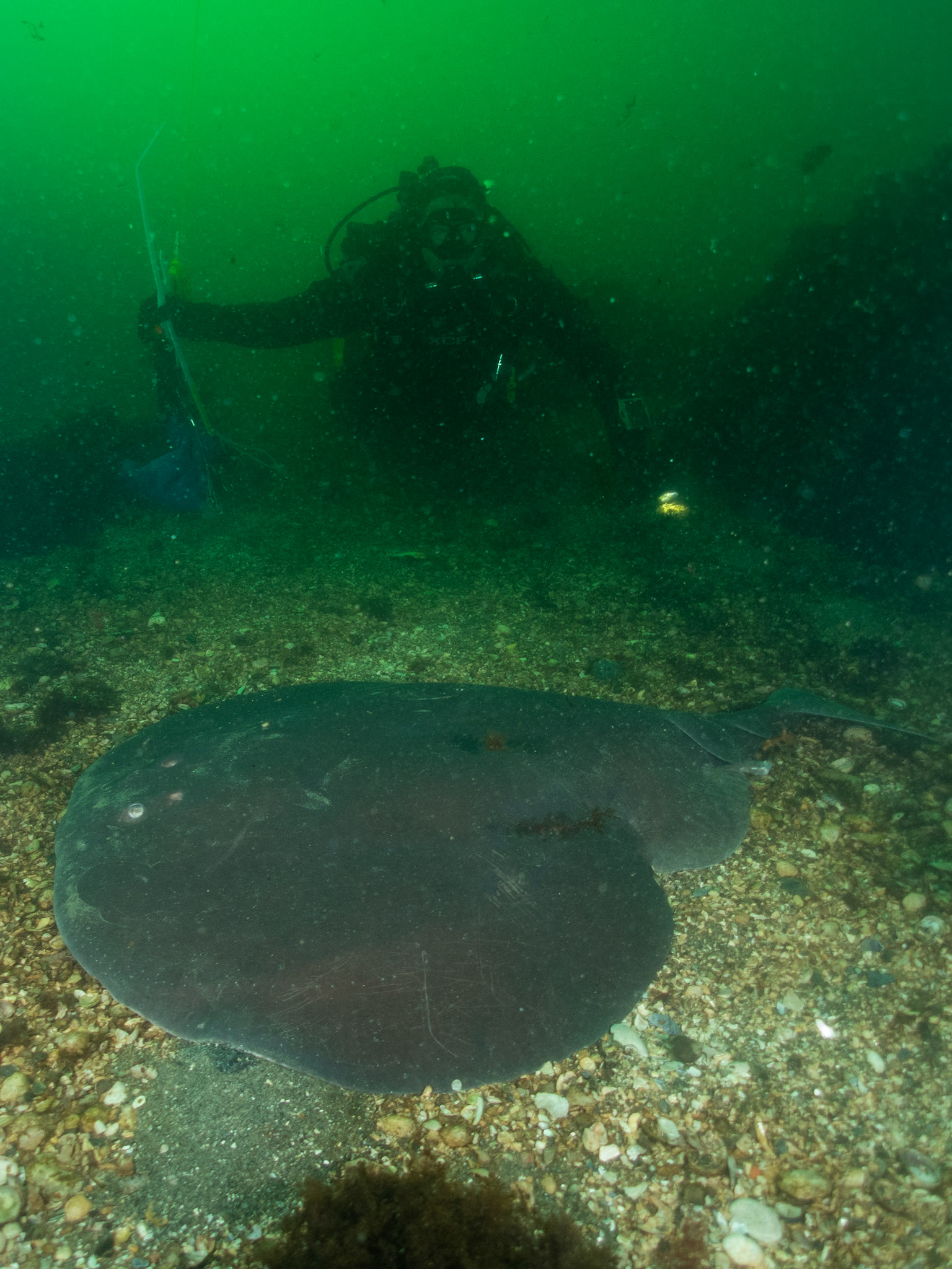 Atlantic Torpedo with dive buddy Mike