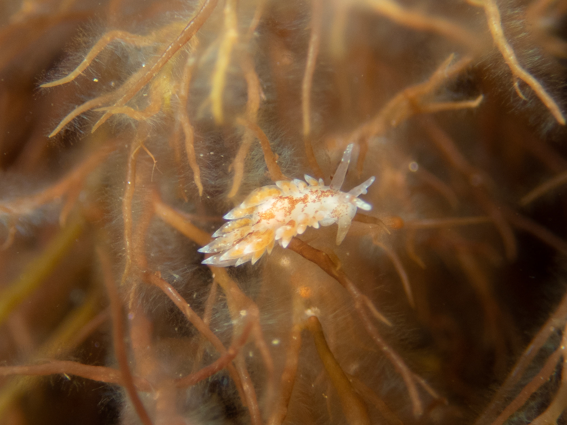 Eubranchus pallidus