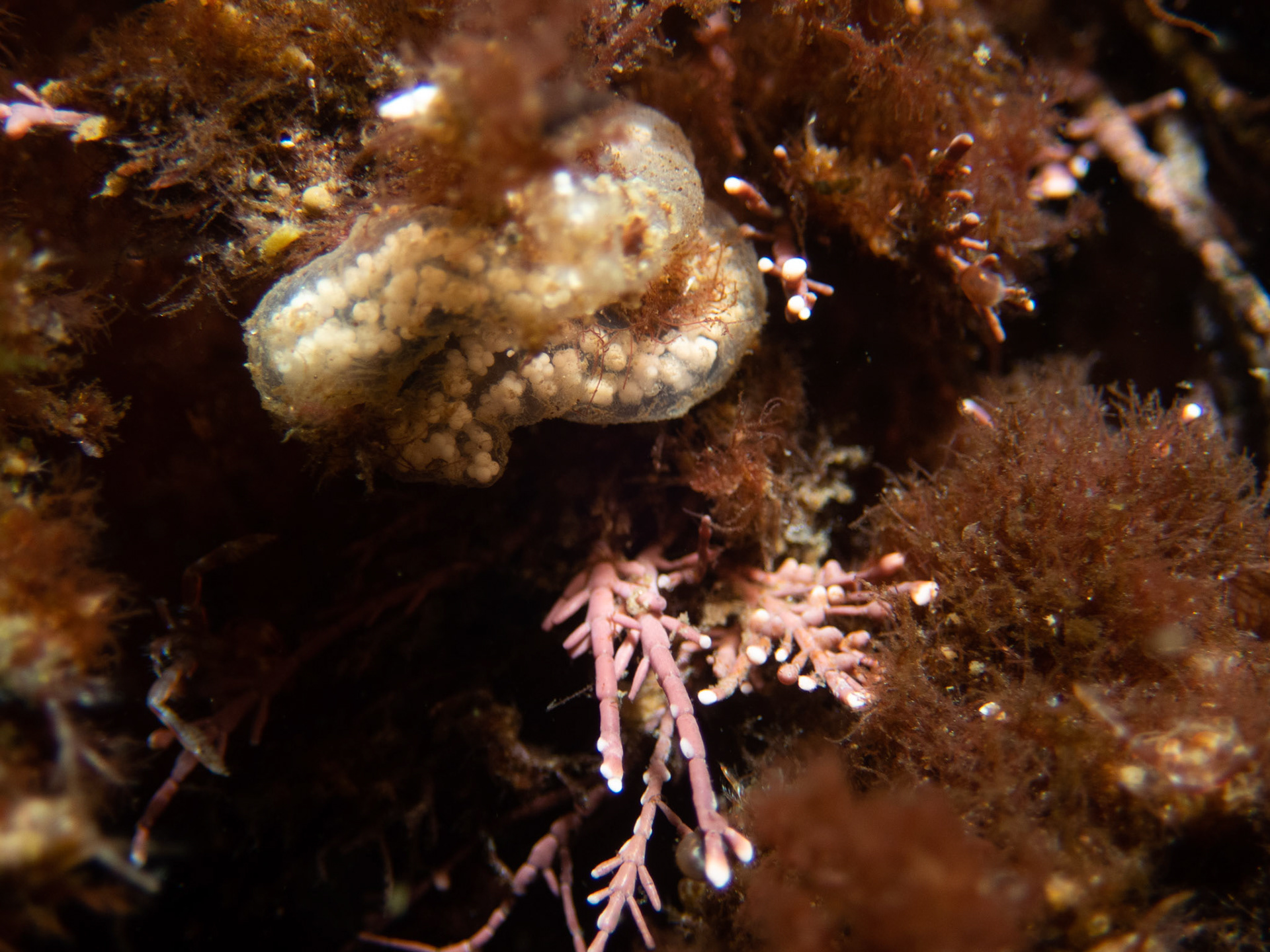 Looks like eggs of some kind - not sure who they belong to