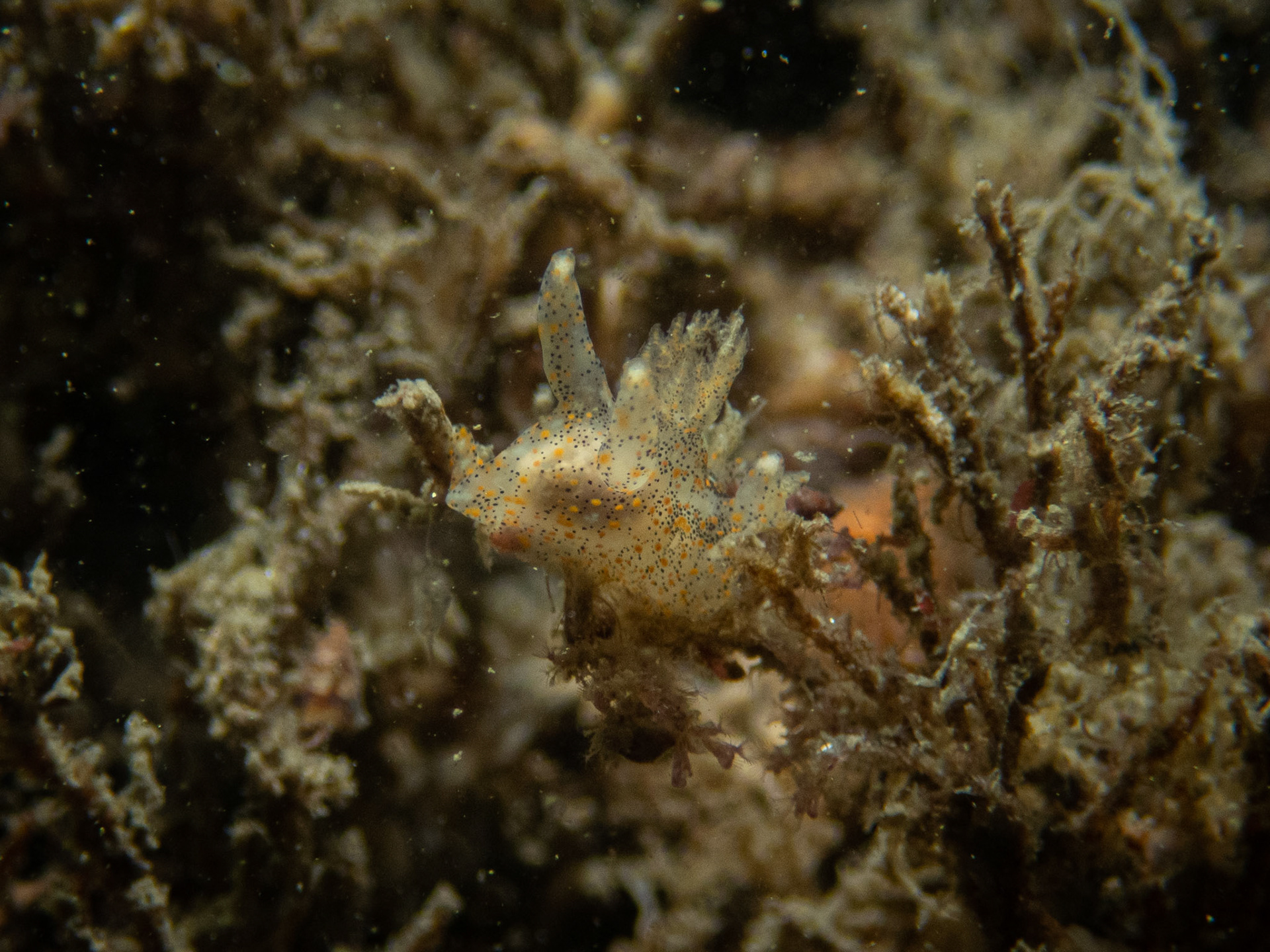 Thecacera pennigera