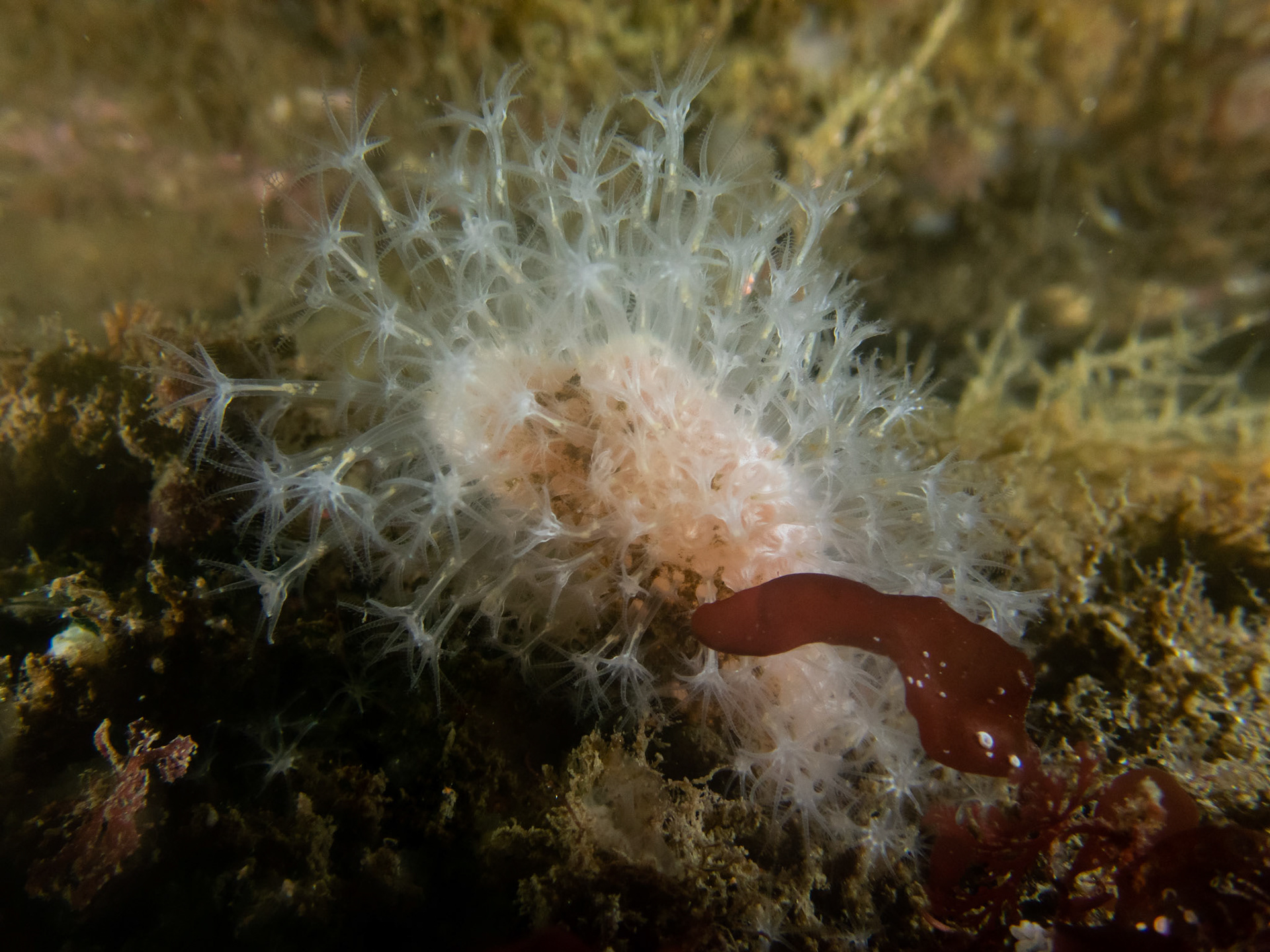 Dead man's fingers
