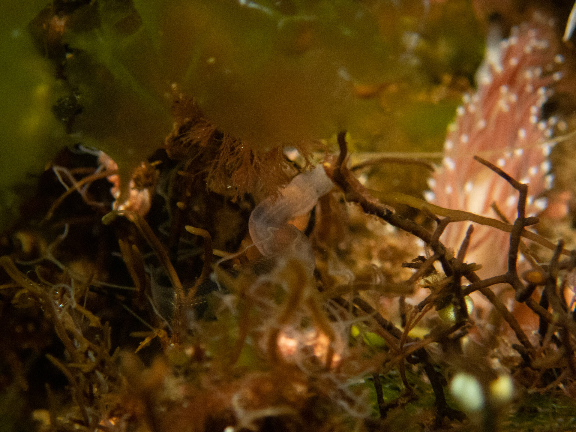 Bad shot, but I saw a few of these skinny, transparent critters. Maybe a juvenile rock gunnel?