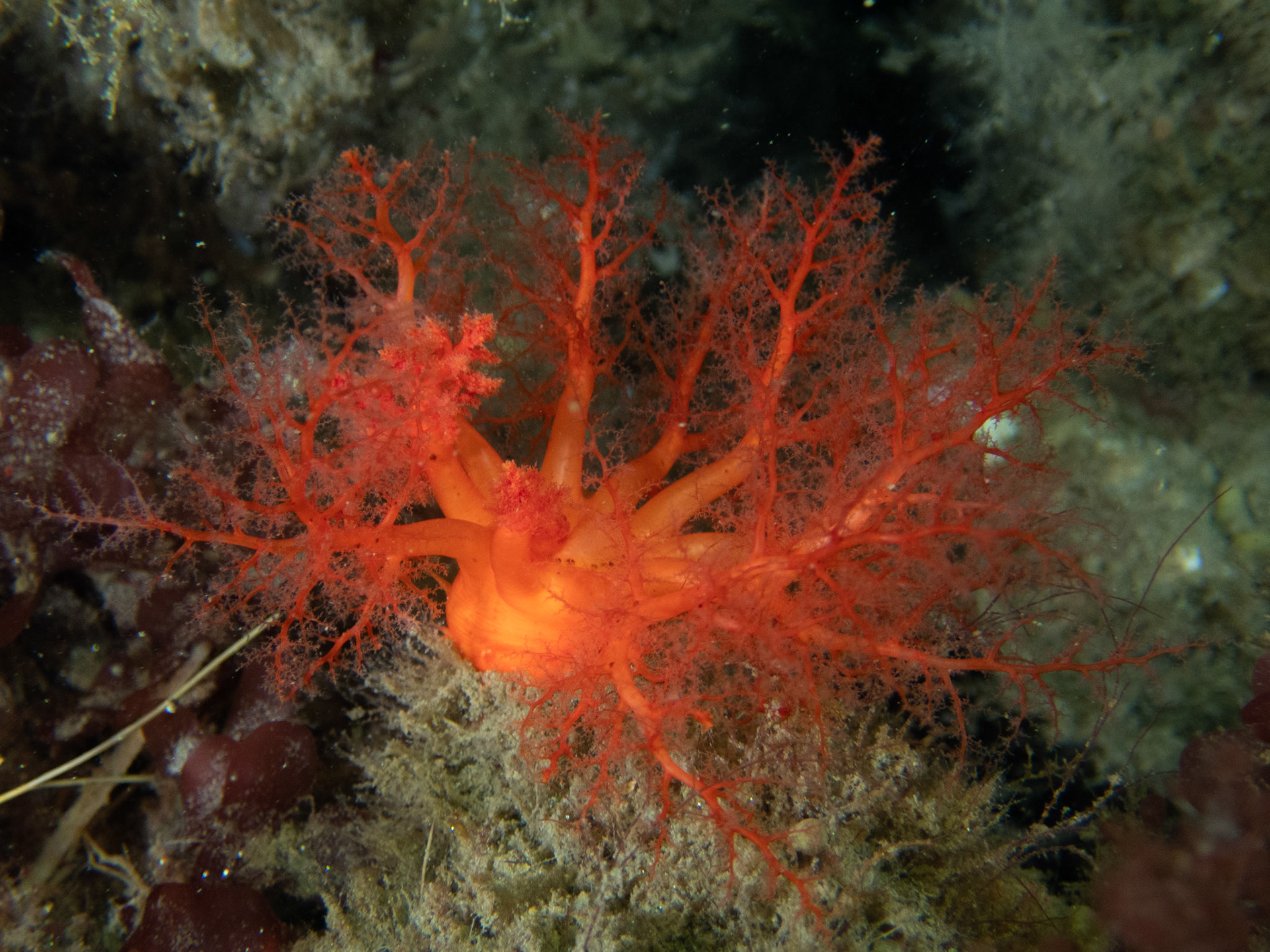 Scarlet Psolus licking its "fingers"