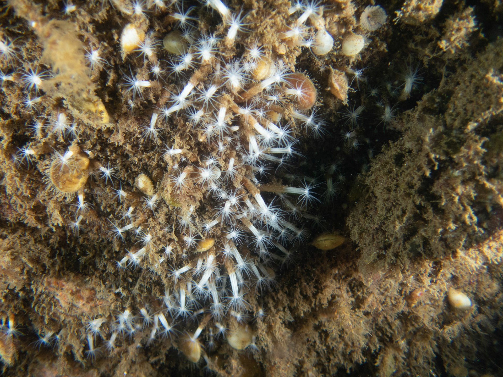 Lots of lined anemones