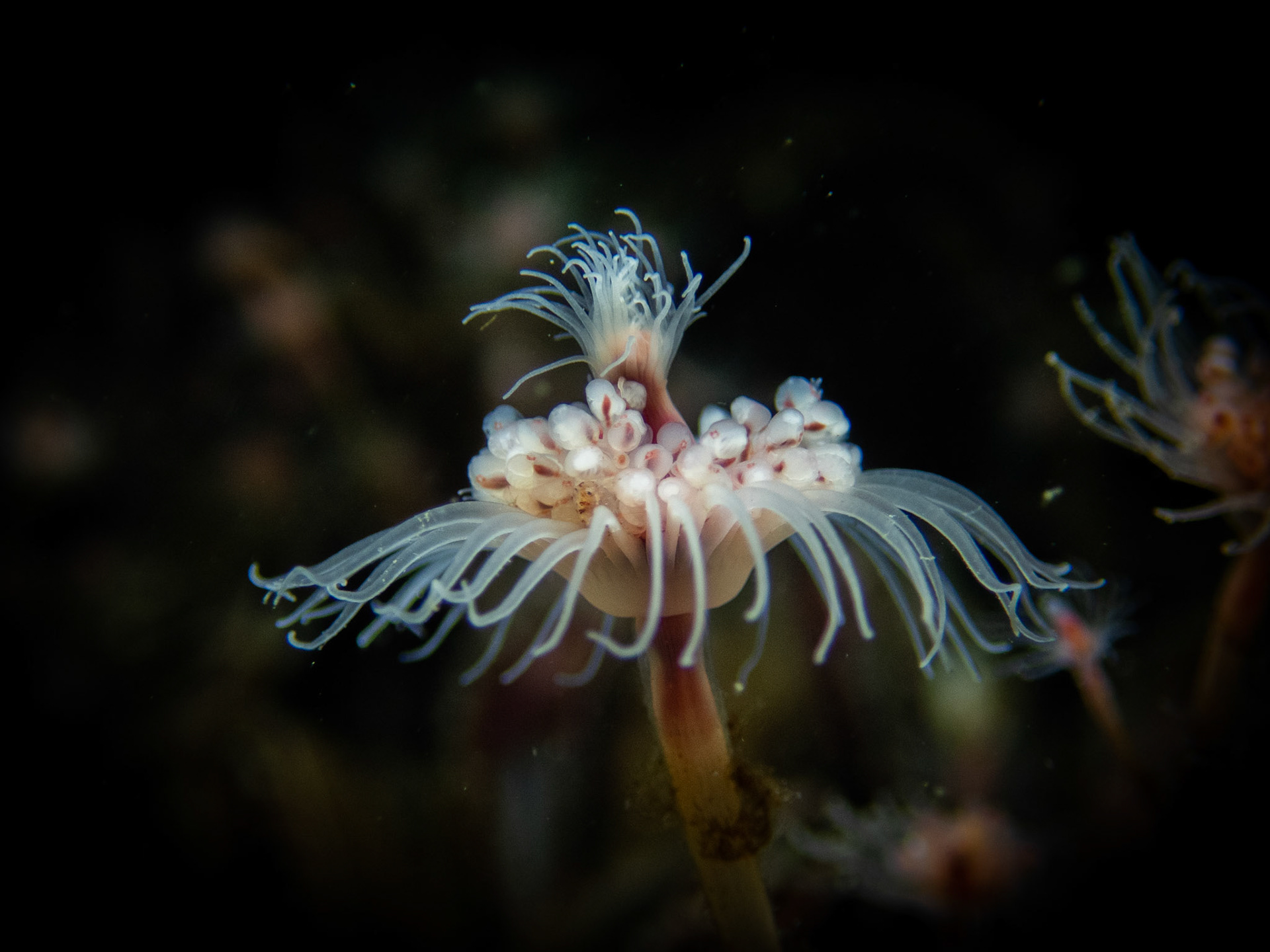 Tubularian hydroid (i.e. nudi chow)
