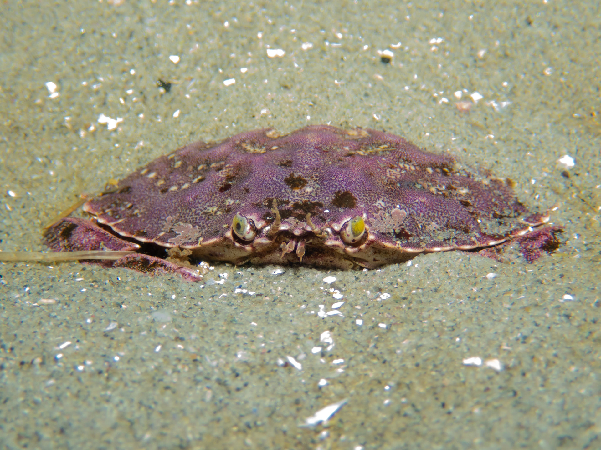 Crab with an interesting eye
