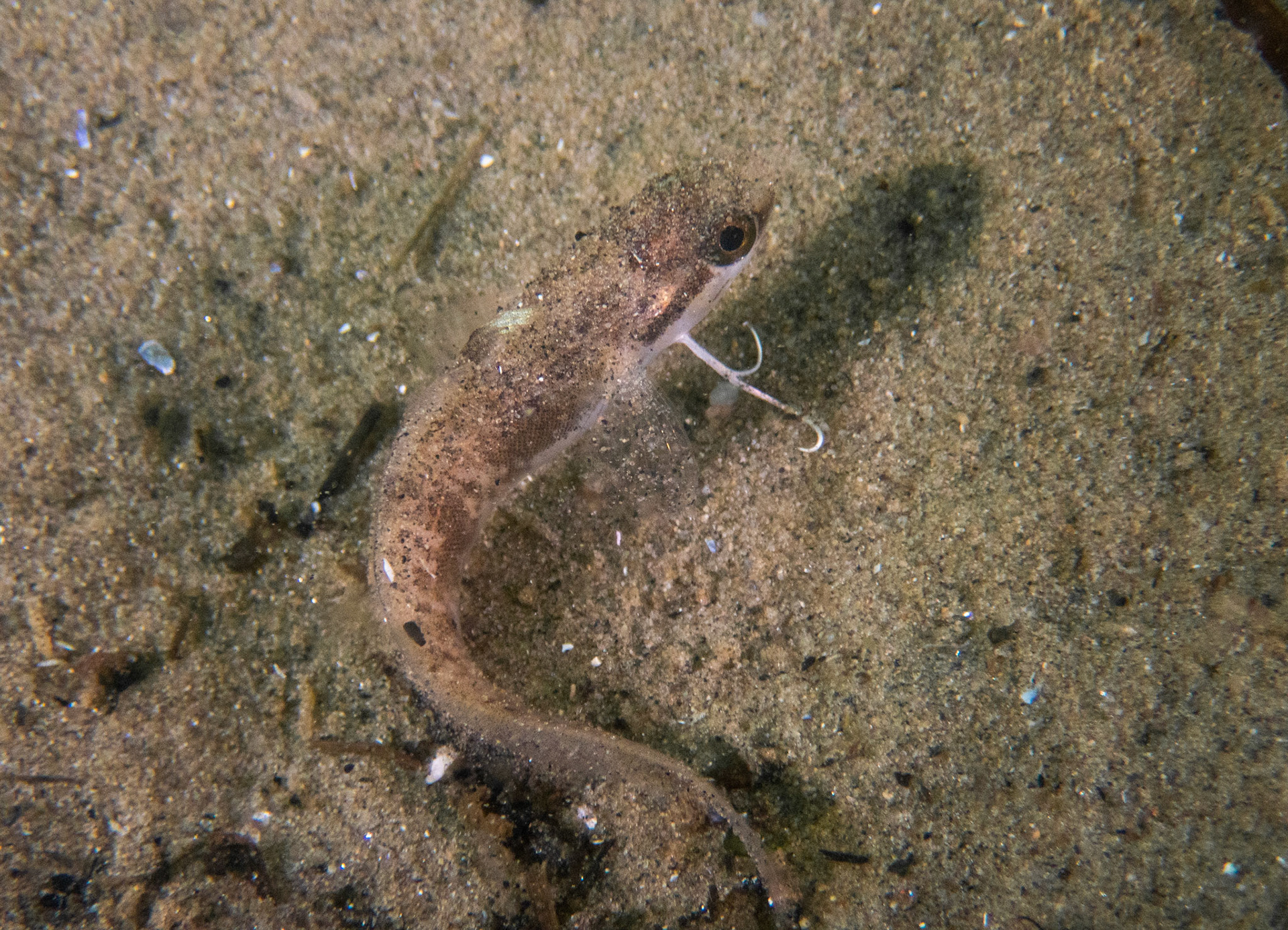 Tiny juvenile hake
