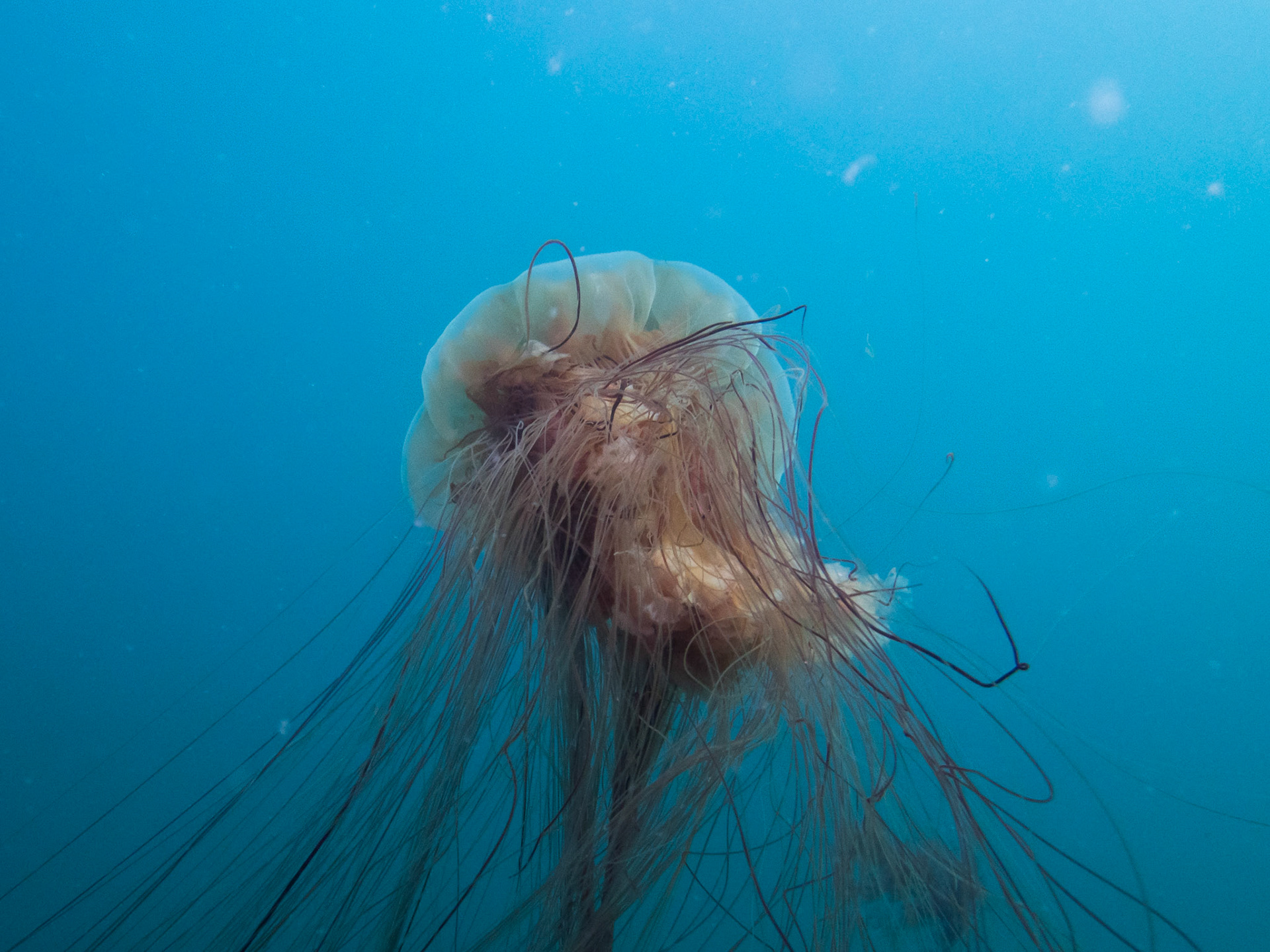 Lion's Mane jelly