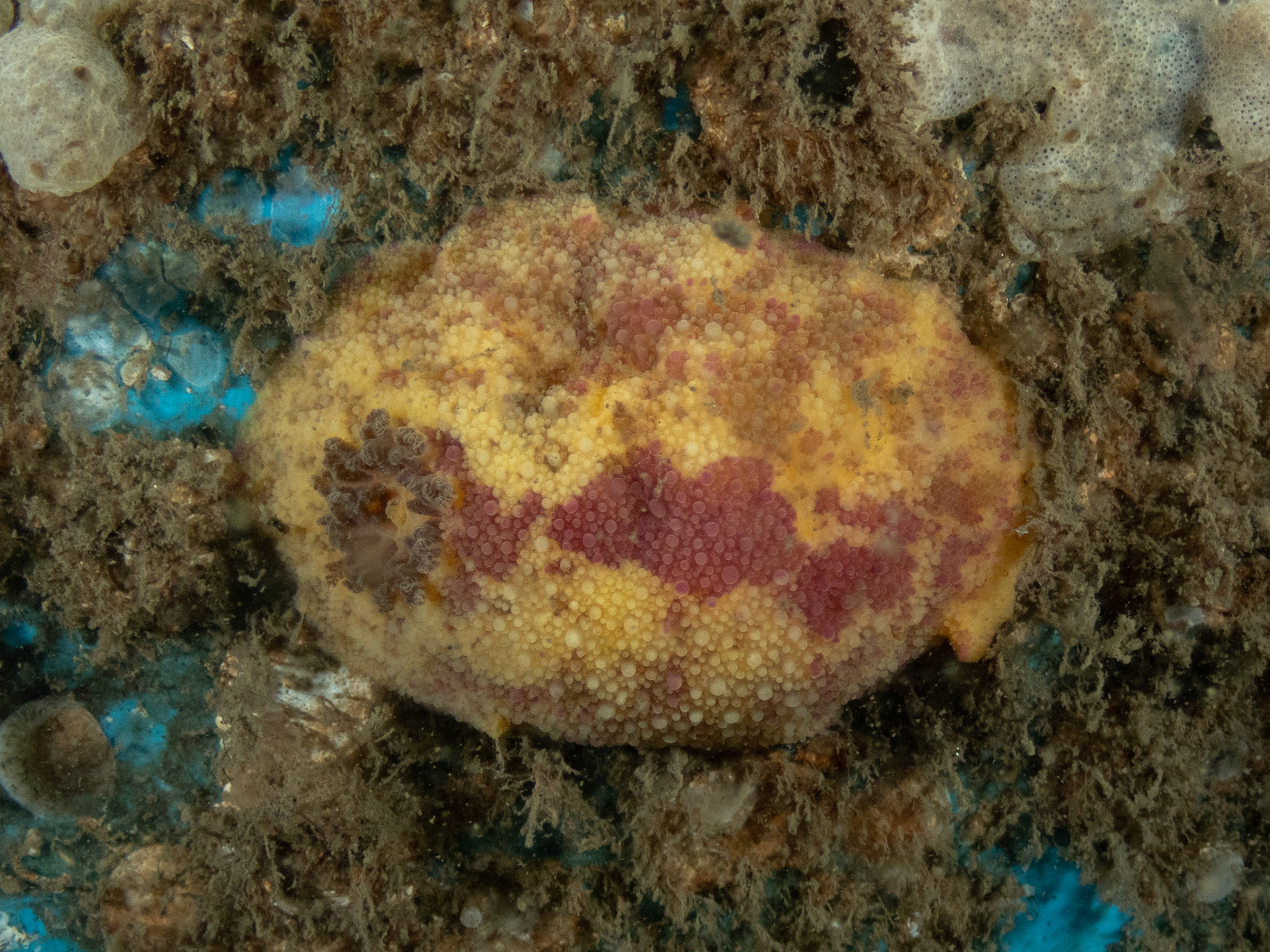 Sea lemon Pink lemonade color variant