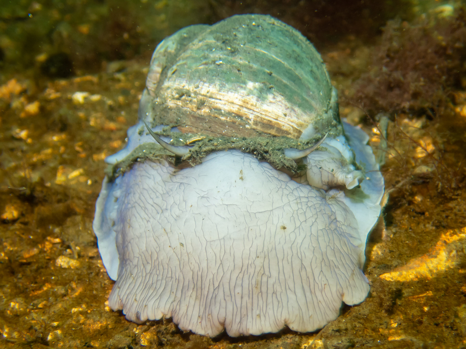 Moon Snail
