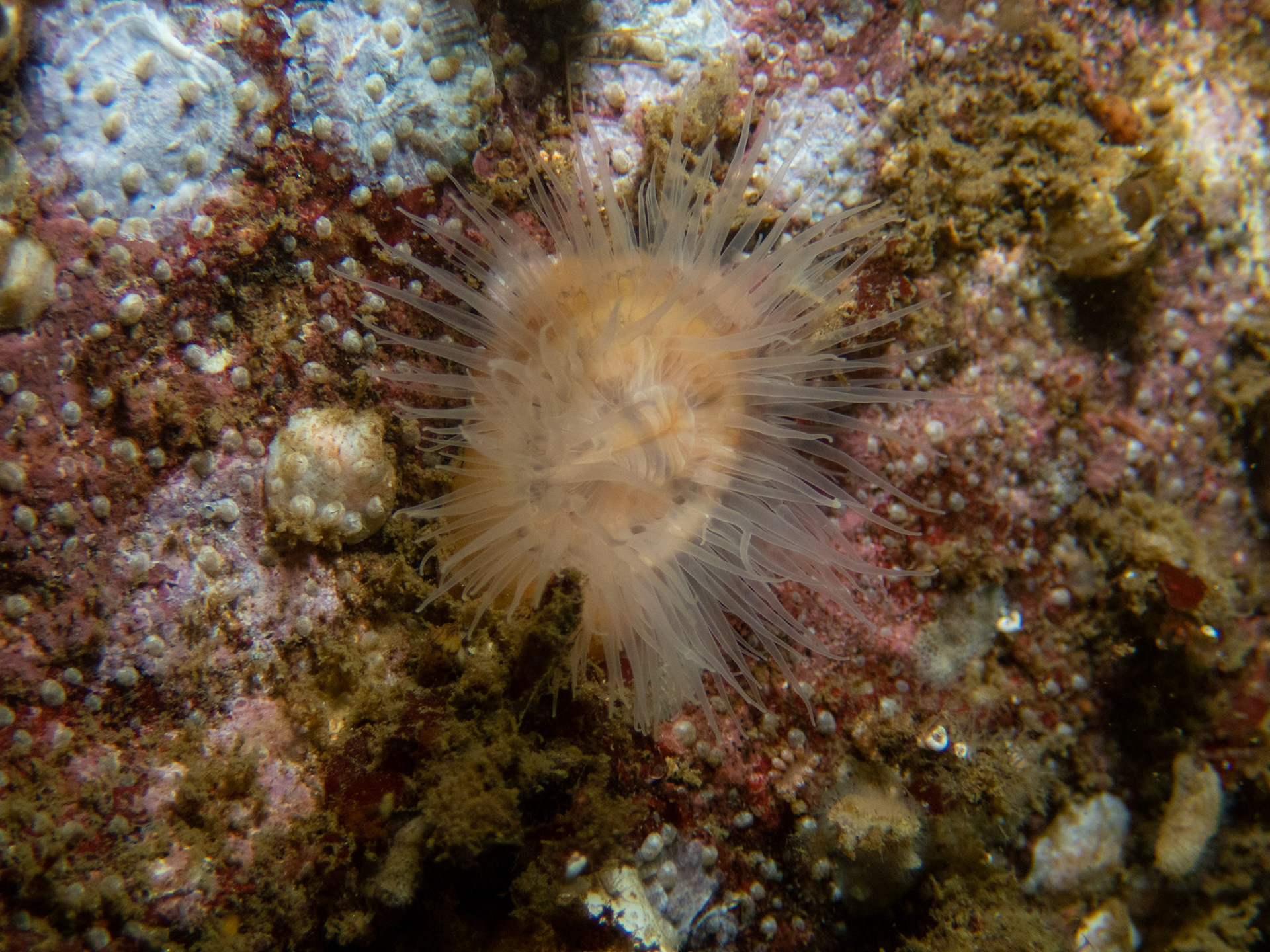 Small anemone