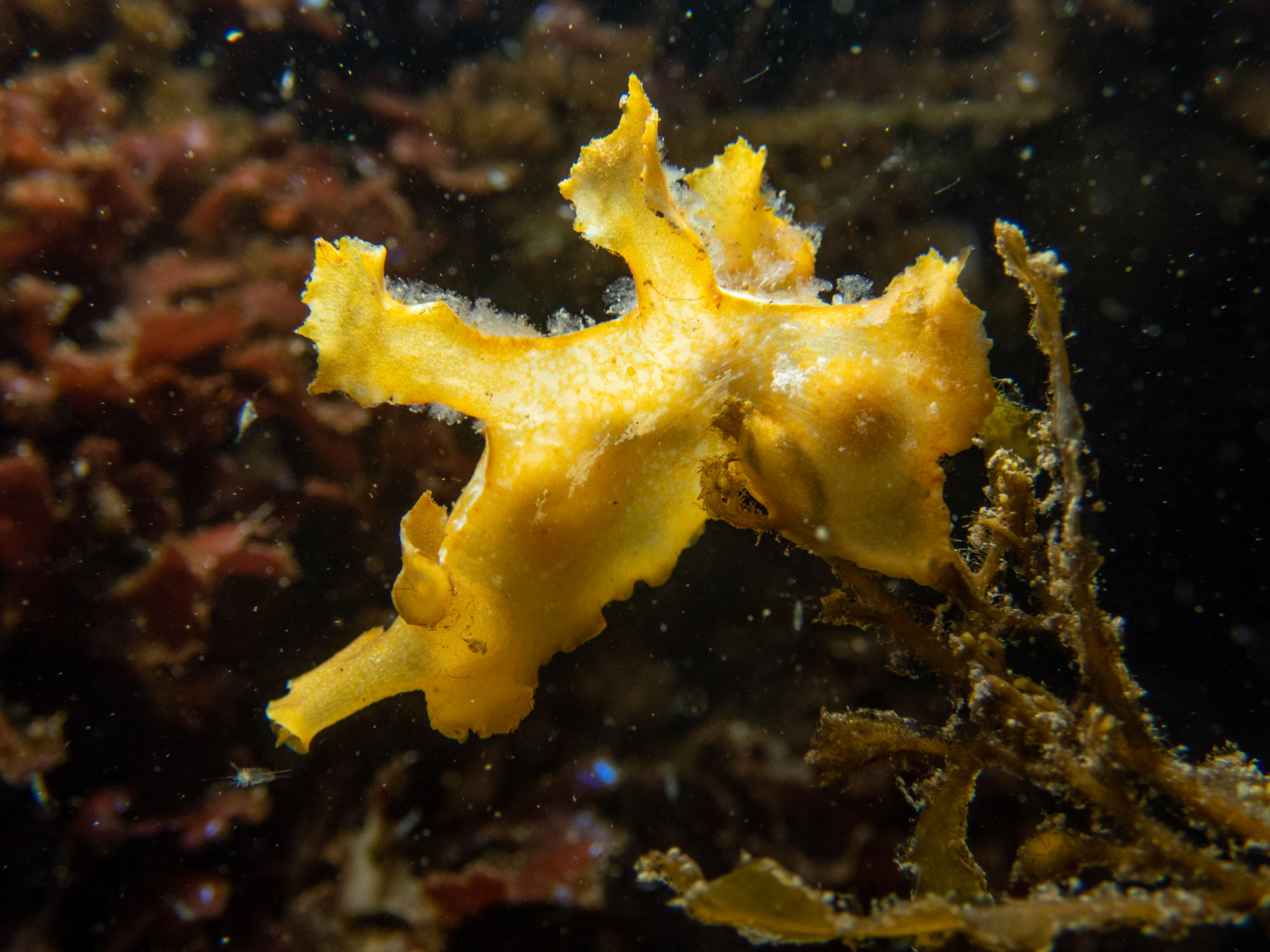 Sargassum nudibranch (Scyllaea pelagica)