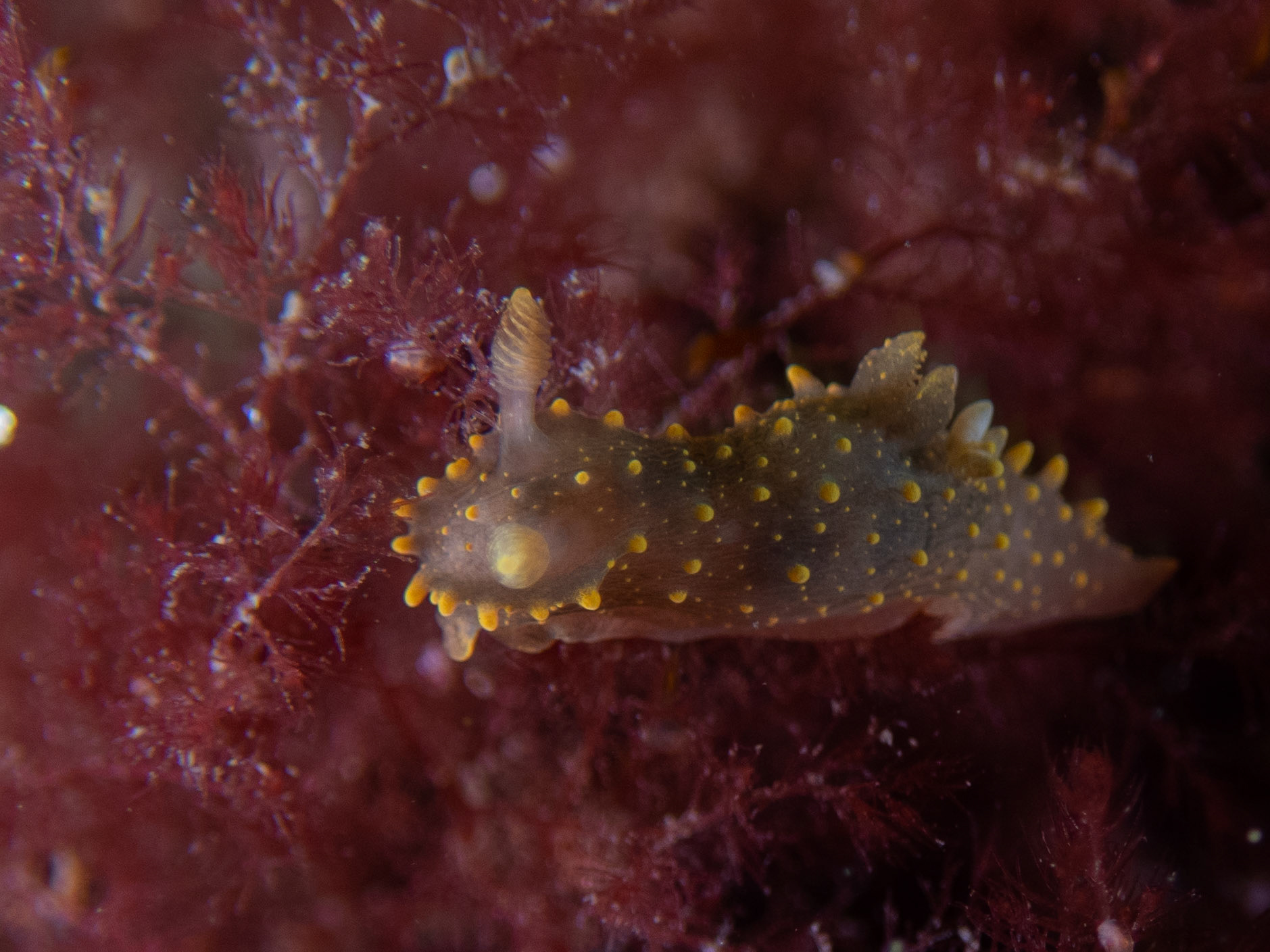 Rim-backed nudibranch