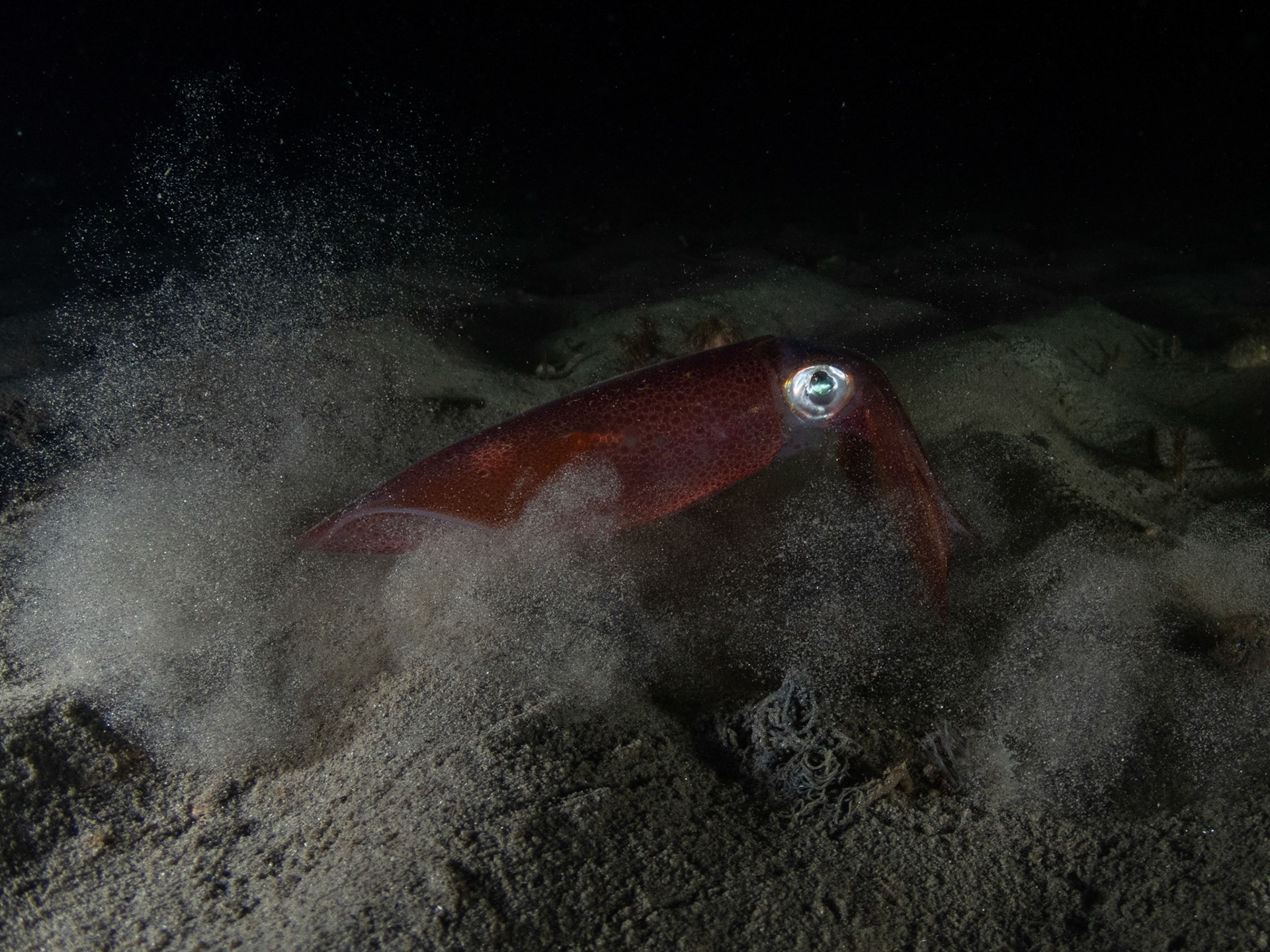 Squiddy stirring up the viz