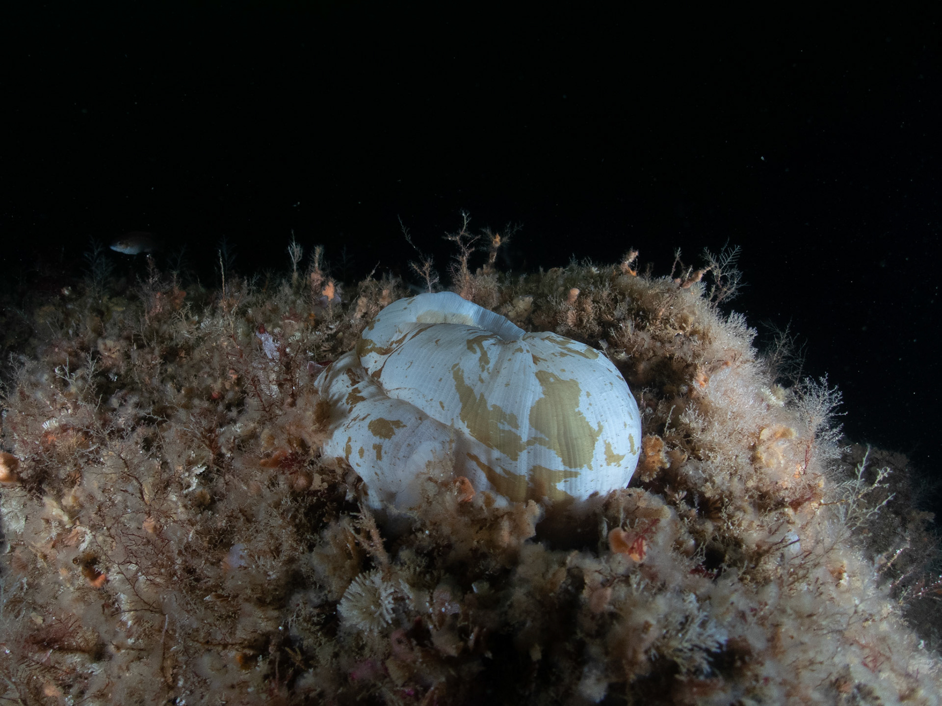 Frilled anemone with interesting patterns