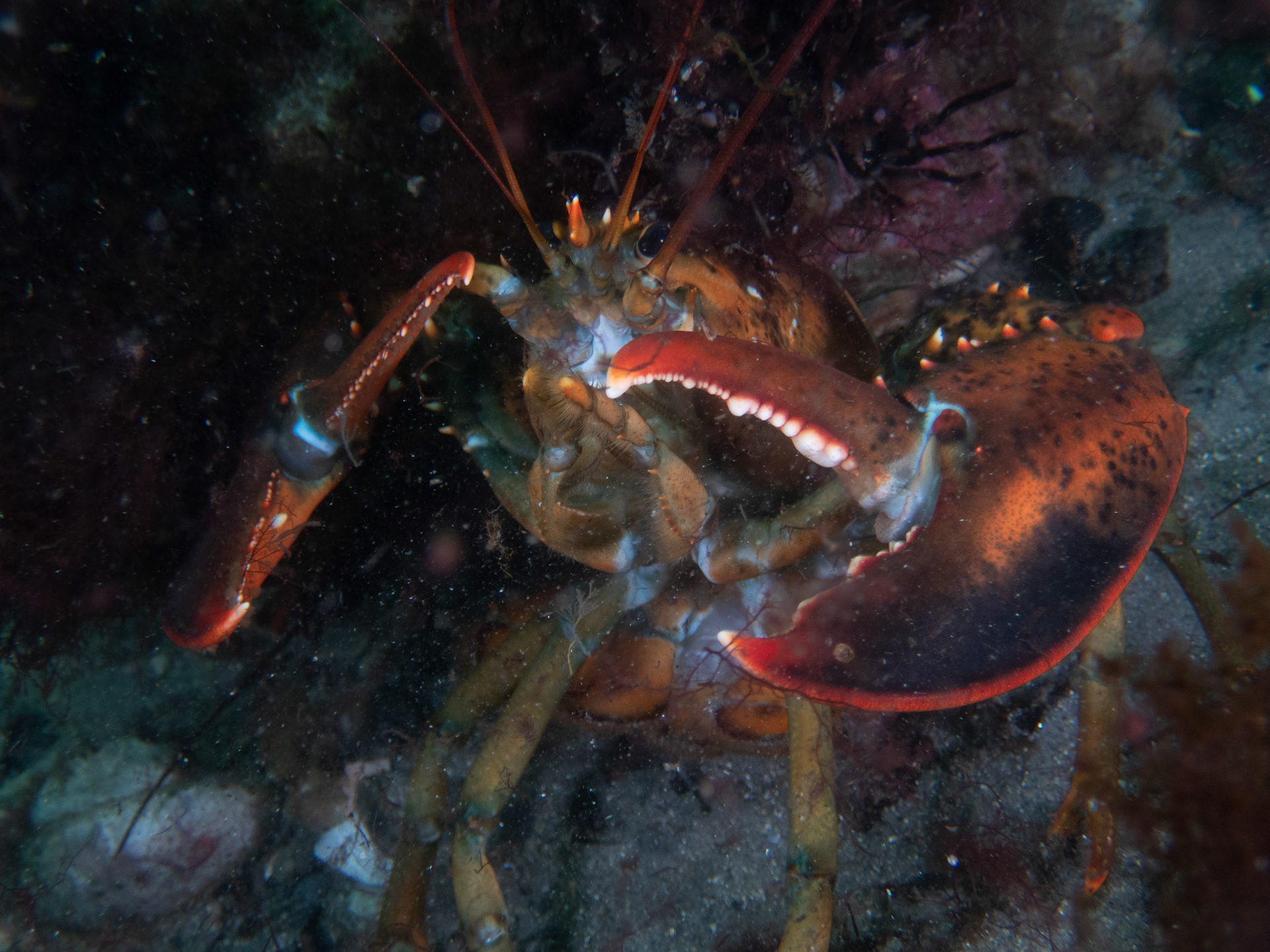 Grumpy lobster
