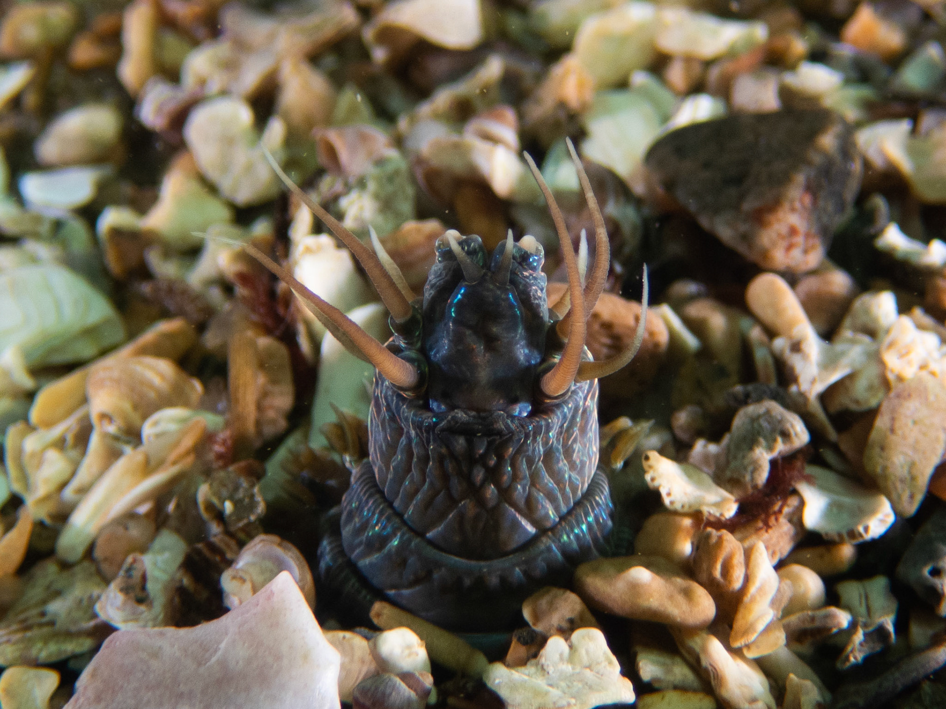 Clam worm