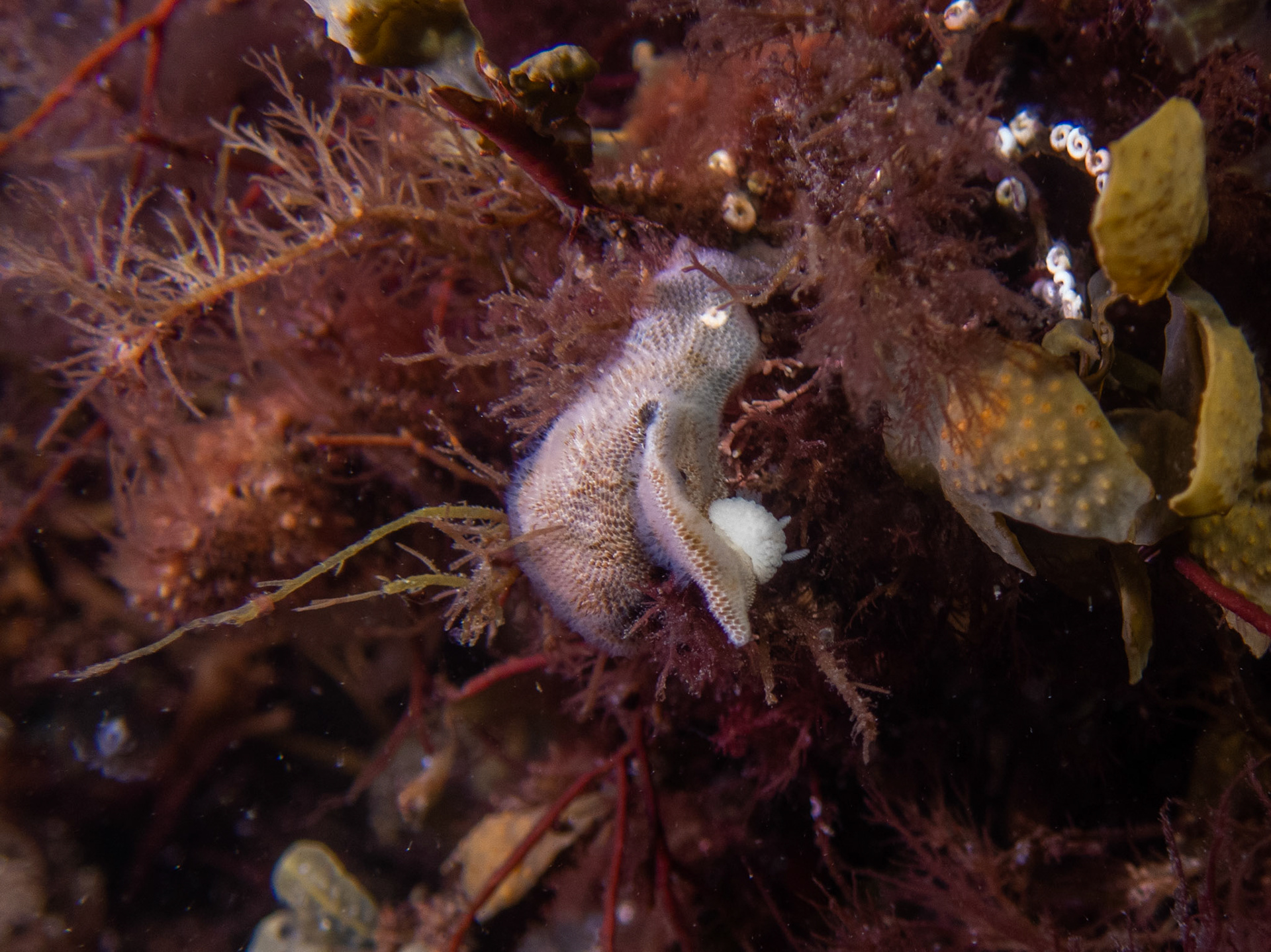 Onchidoris muricata munching on bryozoans
