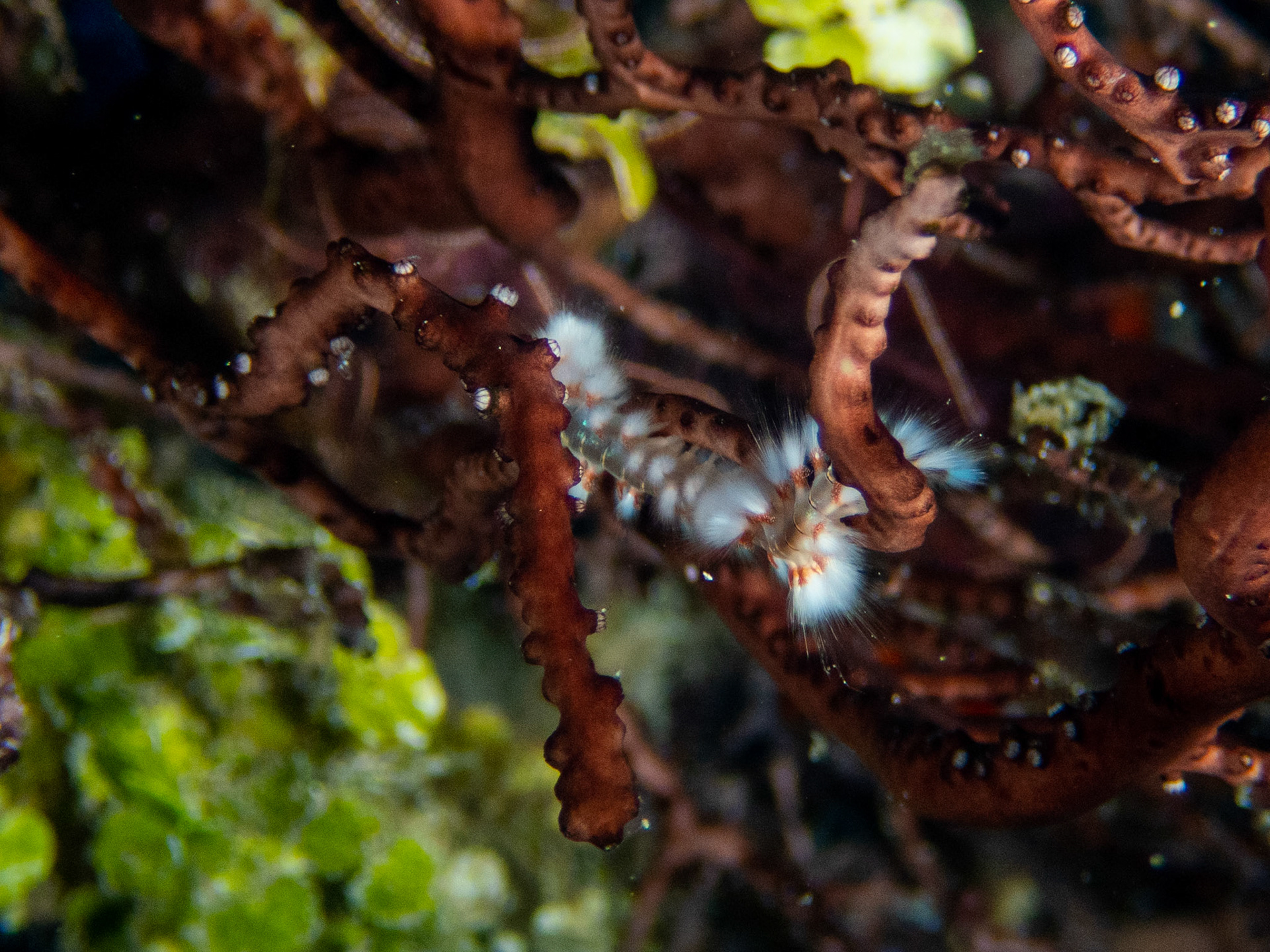Bearded Fireworm